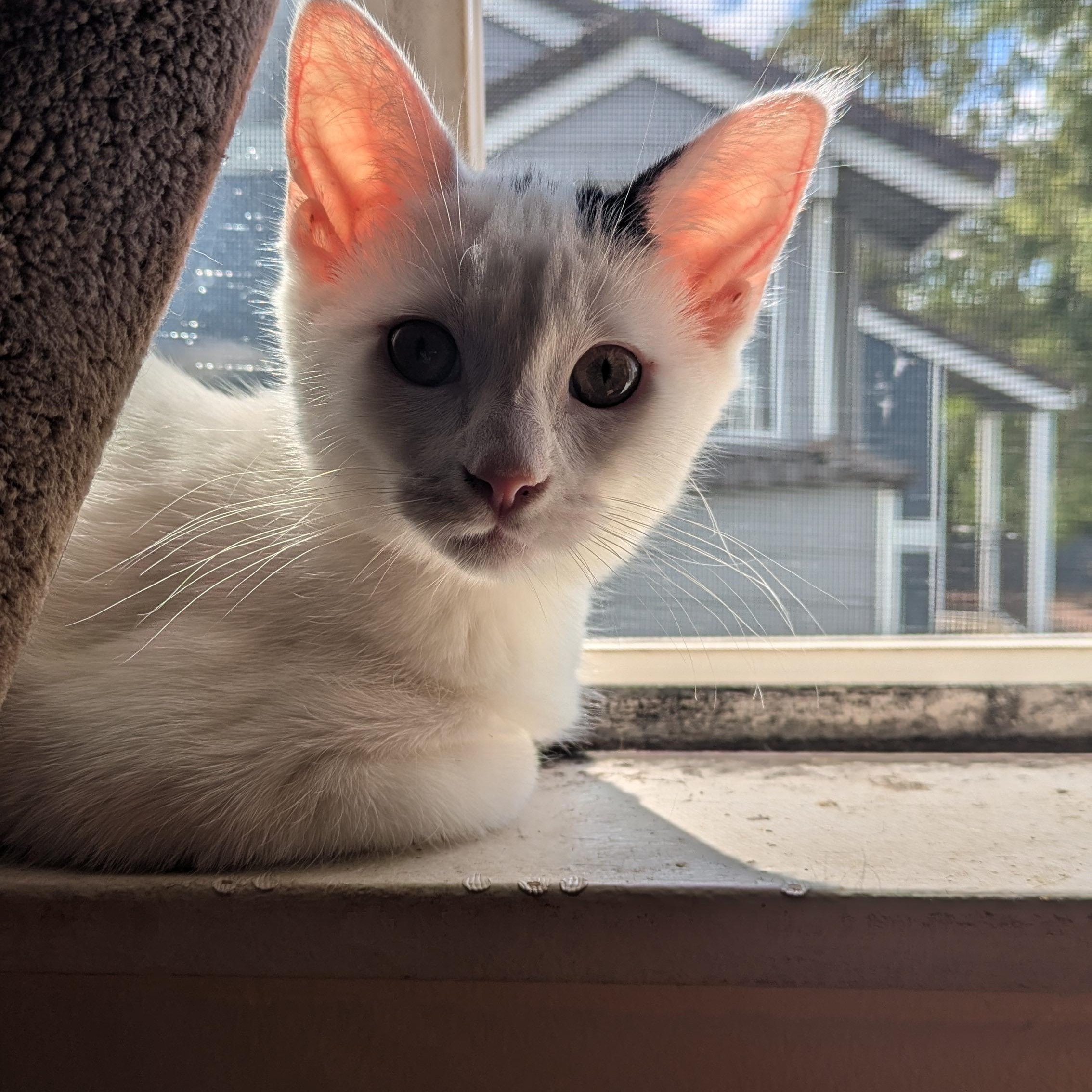 Dottie- loves to play and snuggle! She is relatively calm for a kitten and likes to nap with you!