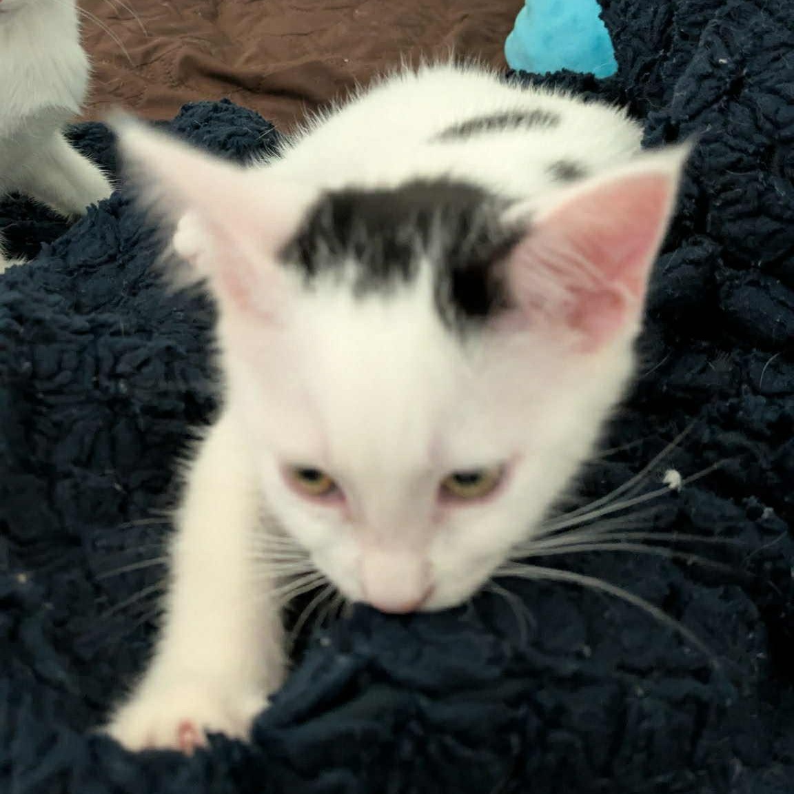 Dottie- loves to play and snuggle! She is relatively calm for a kitten and likes to nap with you!