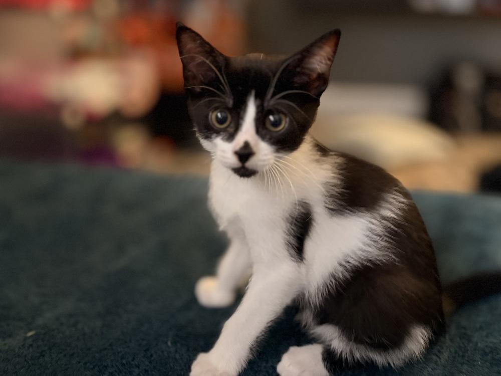 Winston, a Adoptable Domestic Short Hair in Orlando, FL image 1/4