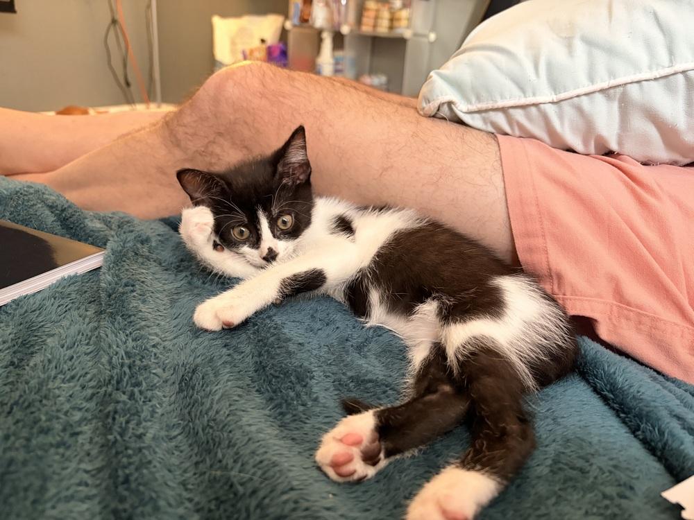 Winston, a Adoptable Domestic Short Hair in Orlando, FL image 2/4