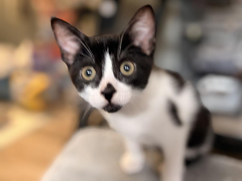 Winston, a Adoptable Domestic Short Hair in Orlando, FL image 3/4