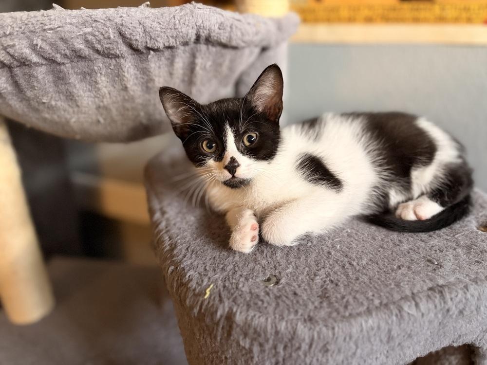 Winston, a Adoptable Domestic Short Hair in Orlando, FL image 4/4