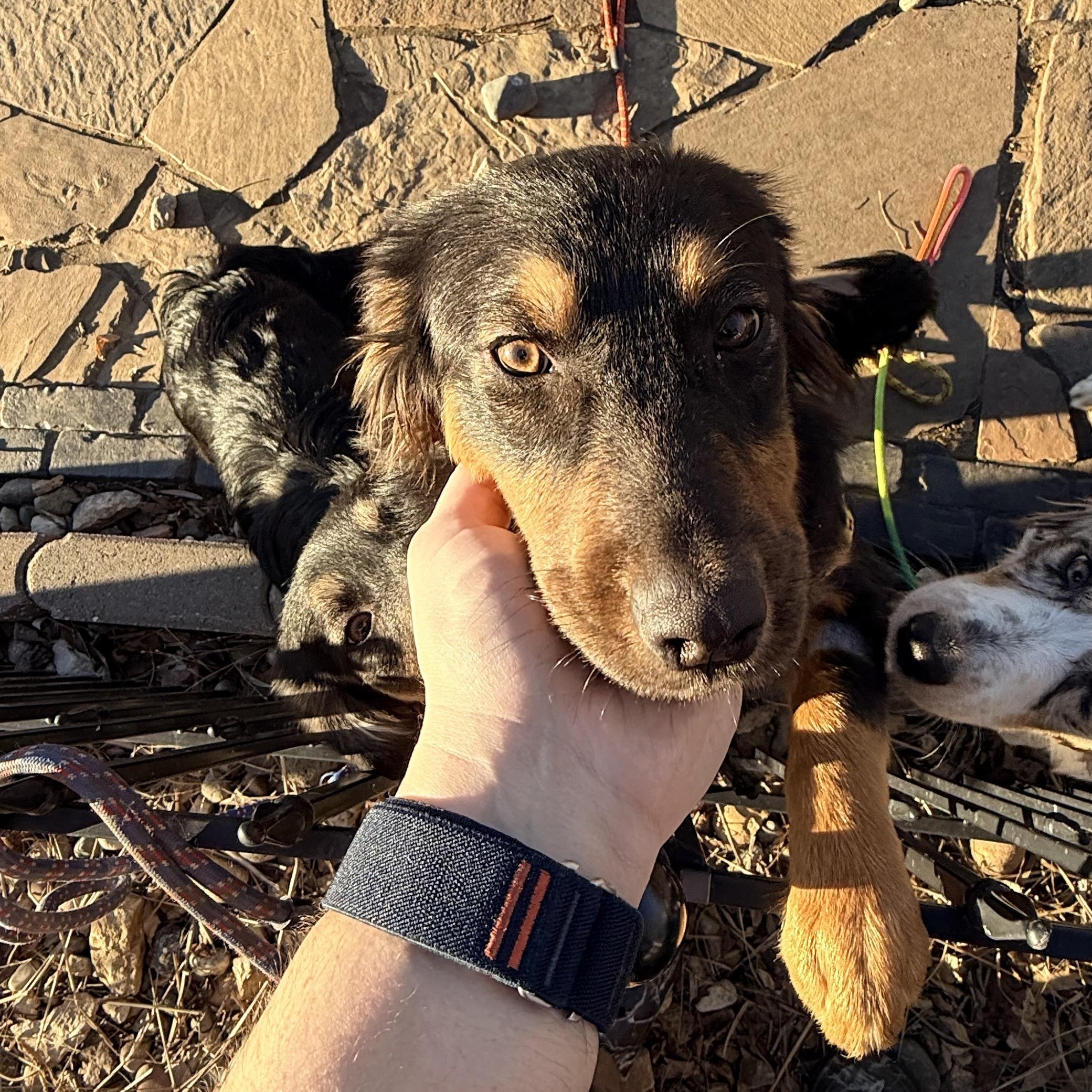 Enlarge Brie , a ADOPTABLE mixed breed in Louisburg, KS image 2/6