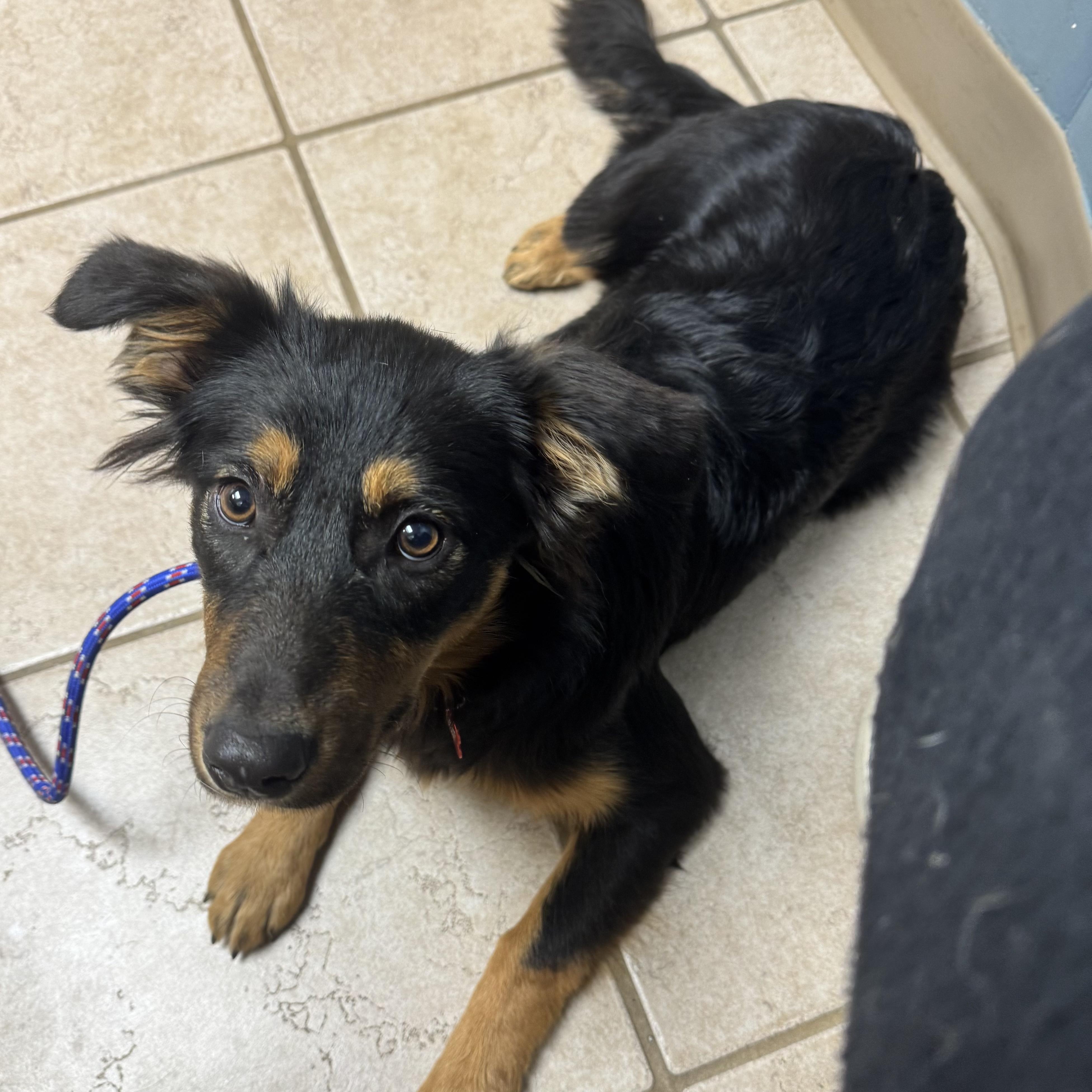 Enlarge Brie , a ADOPTABLE mixed breed in Louisburg, KS image 6/6