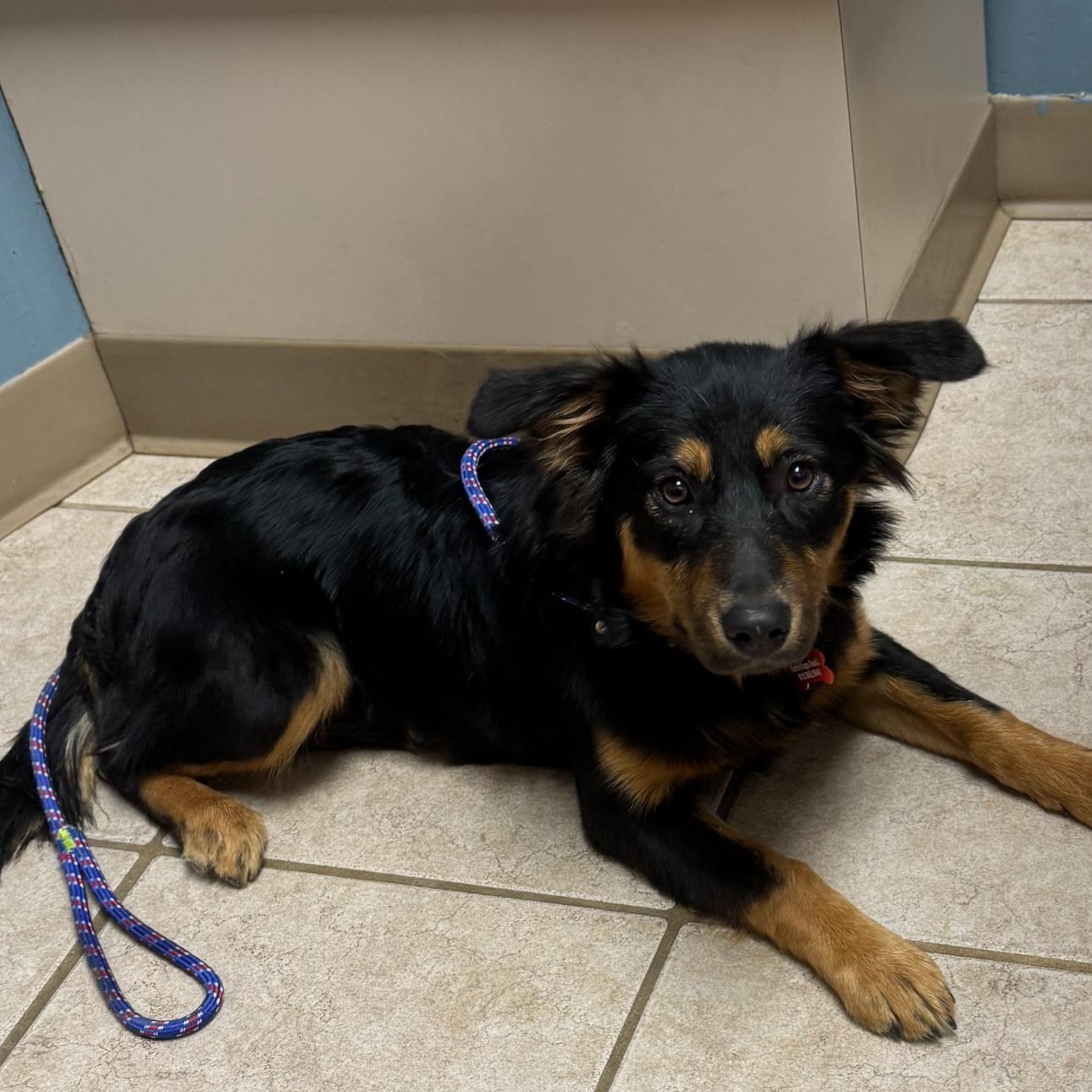 Enlarge Brie , a ADOPTABLE mixed breed in Louisburg, KS image 3/6