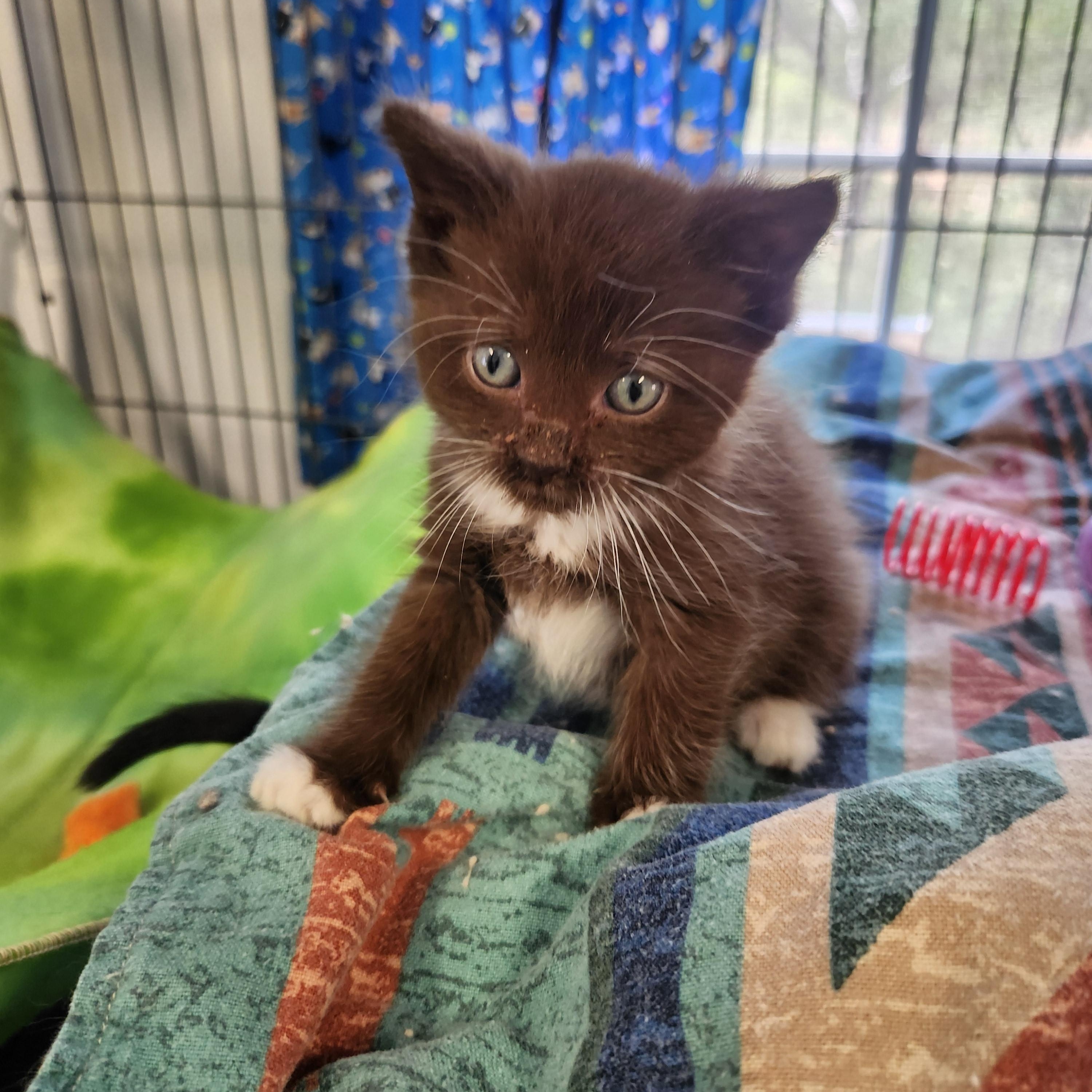 Cocoa, an adopted Domestic Short Hair in Yarnell, AZ image 1/3