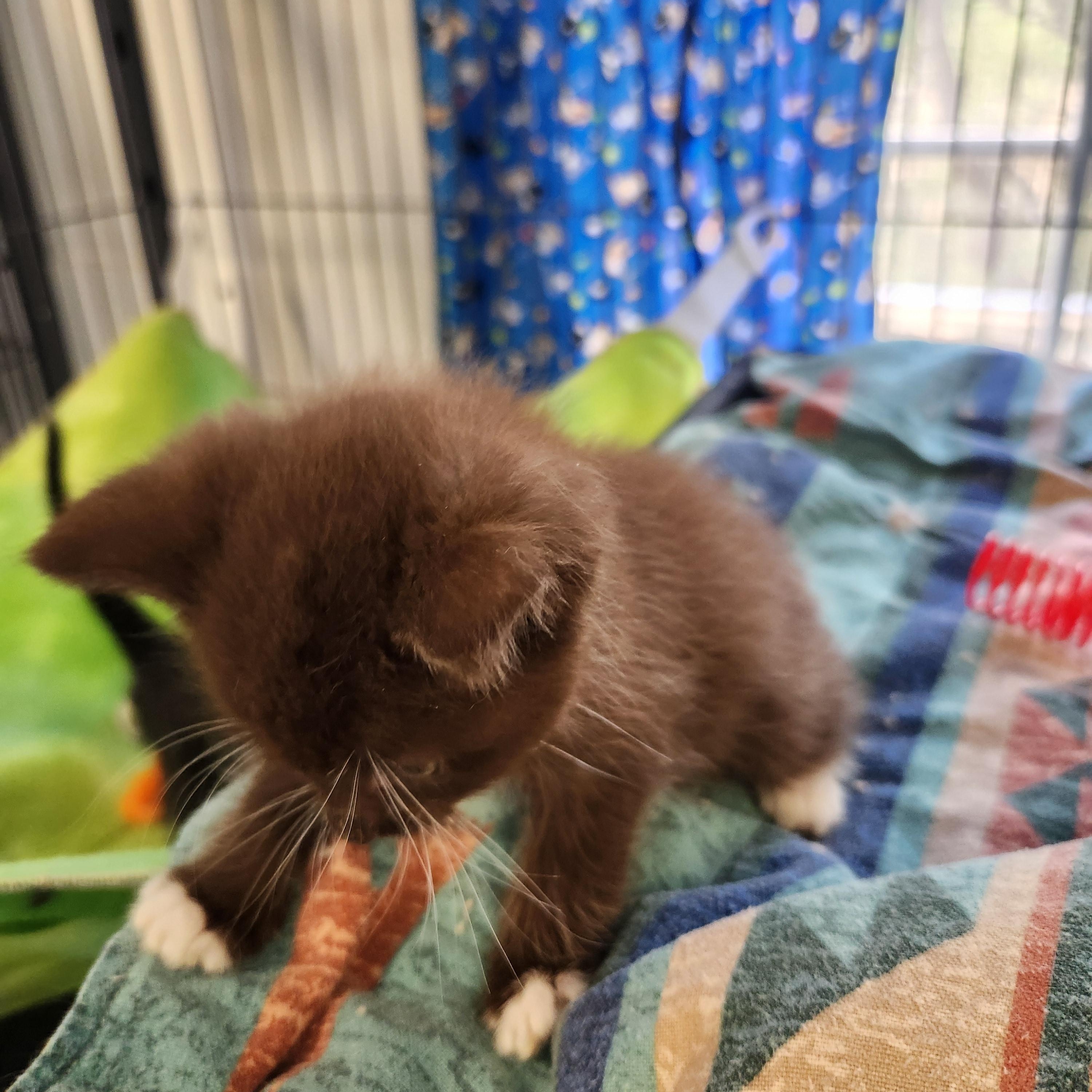 Cocoa, an adopted Domestic Short Hair in Yarnell, AZ image 2/3