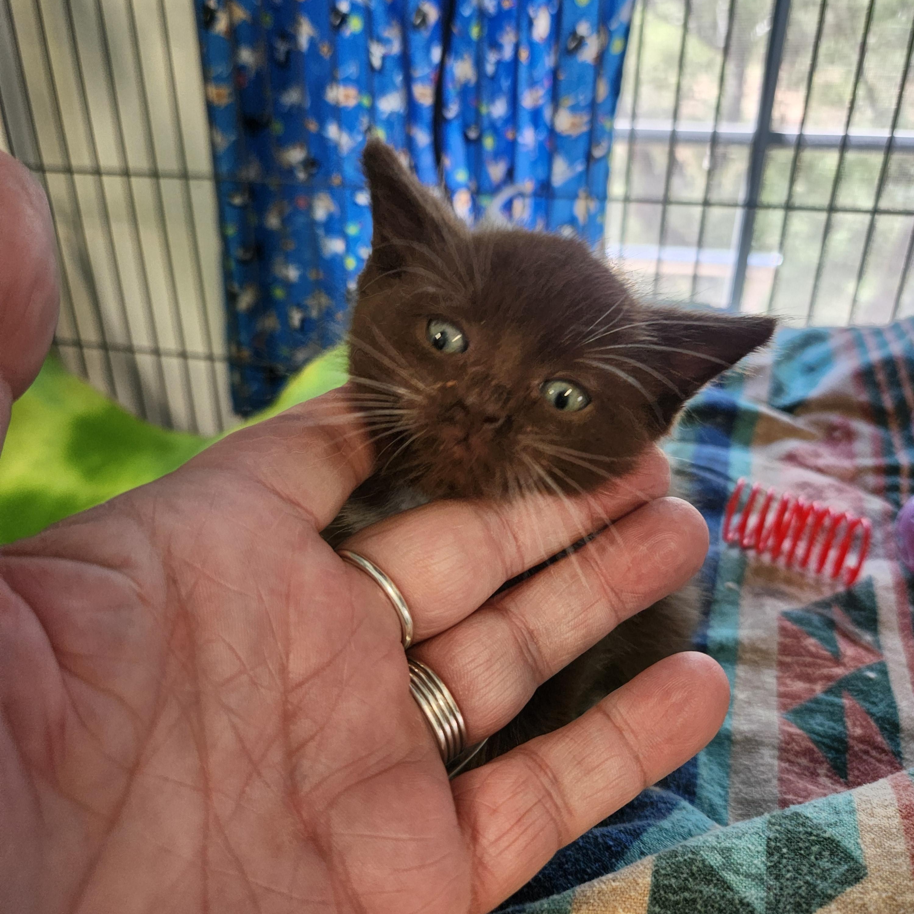 Cocoa, an adopted Domestic Short Hair in Yarnell, AZ image 3/3