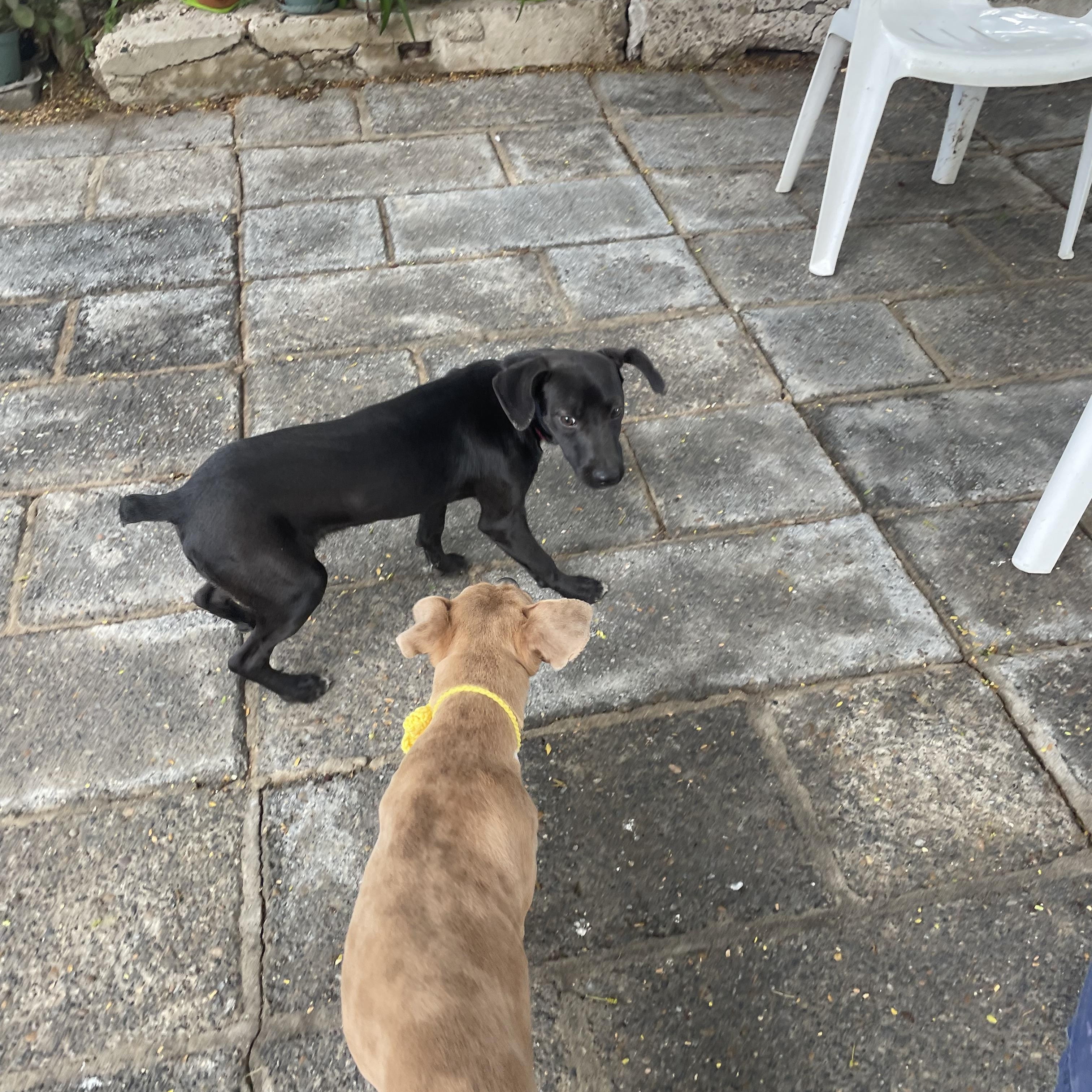 Enlarge Lluvia, a Adoptable mixed breed in Tacoma, WA image 4/5