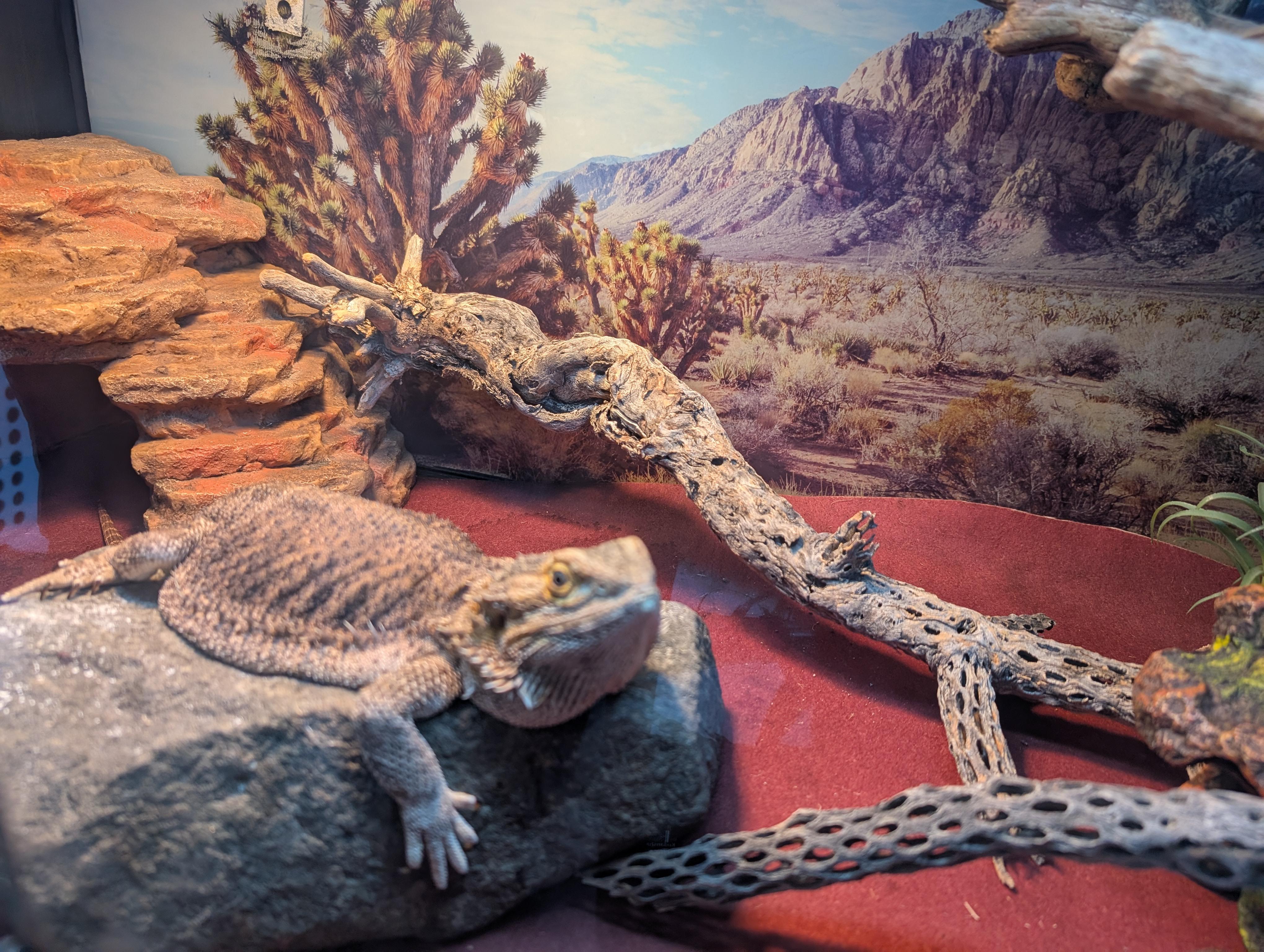 Enlarge Boba, a Adoptable Bearded Dragon in Olympia, WA image 1/3