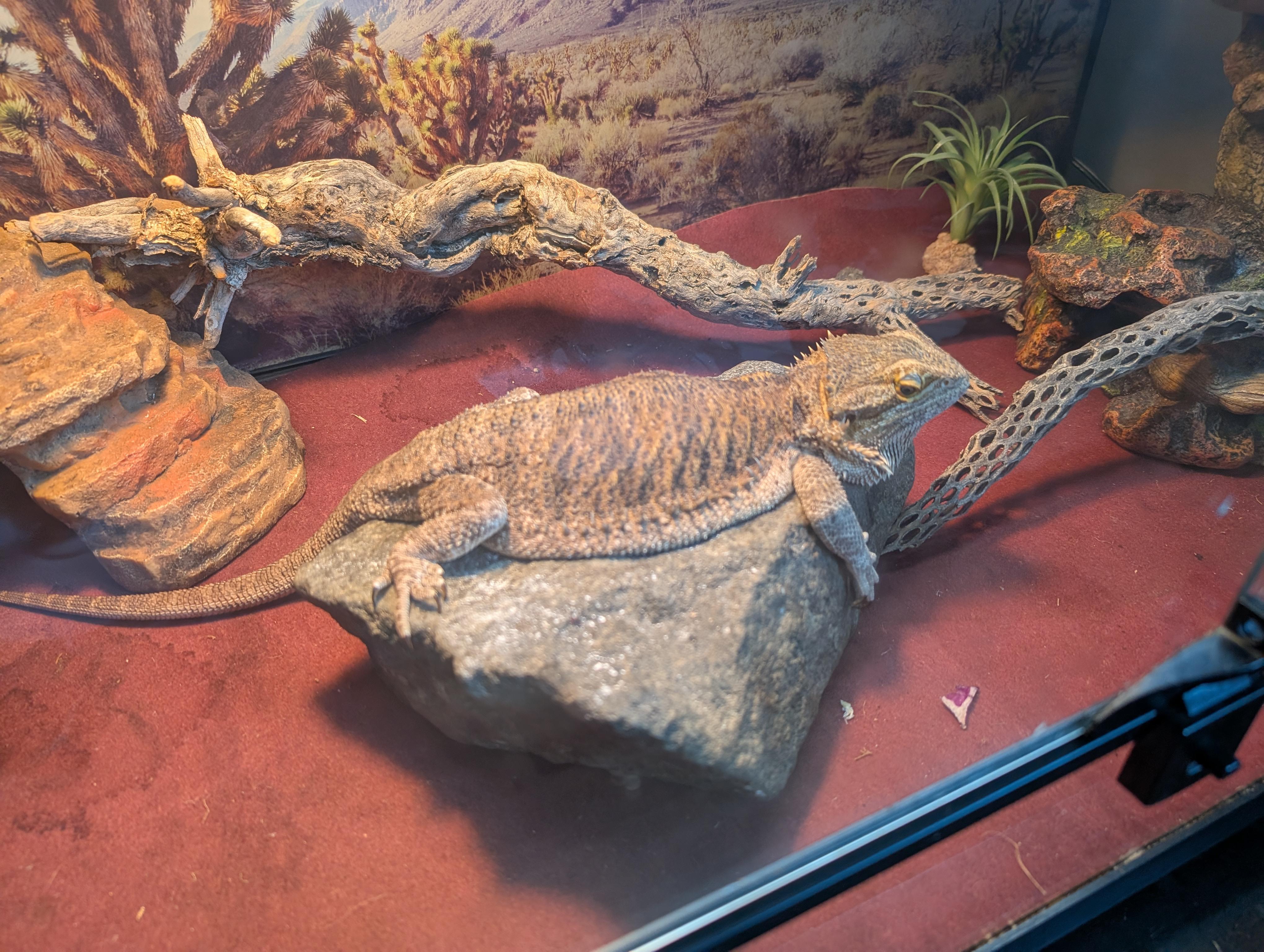 Enlarge Boba, a Adoptable Bearded Dragon in Olympia, WA image 2/3