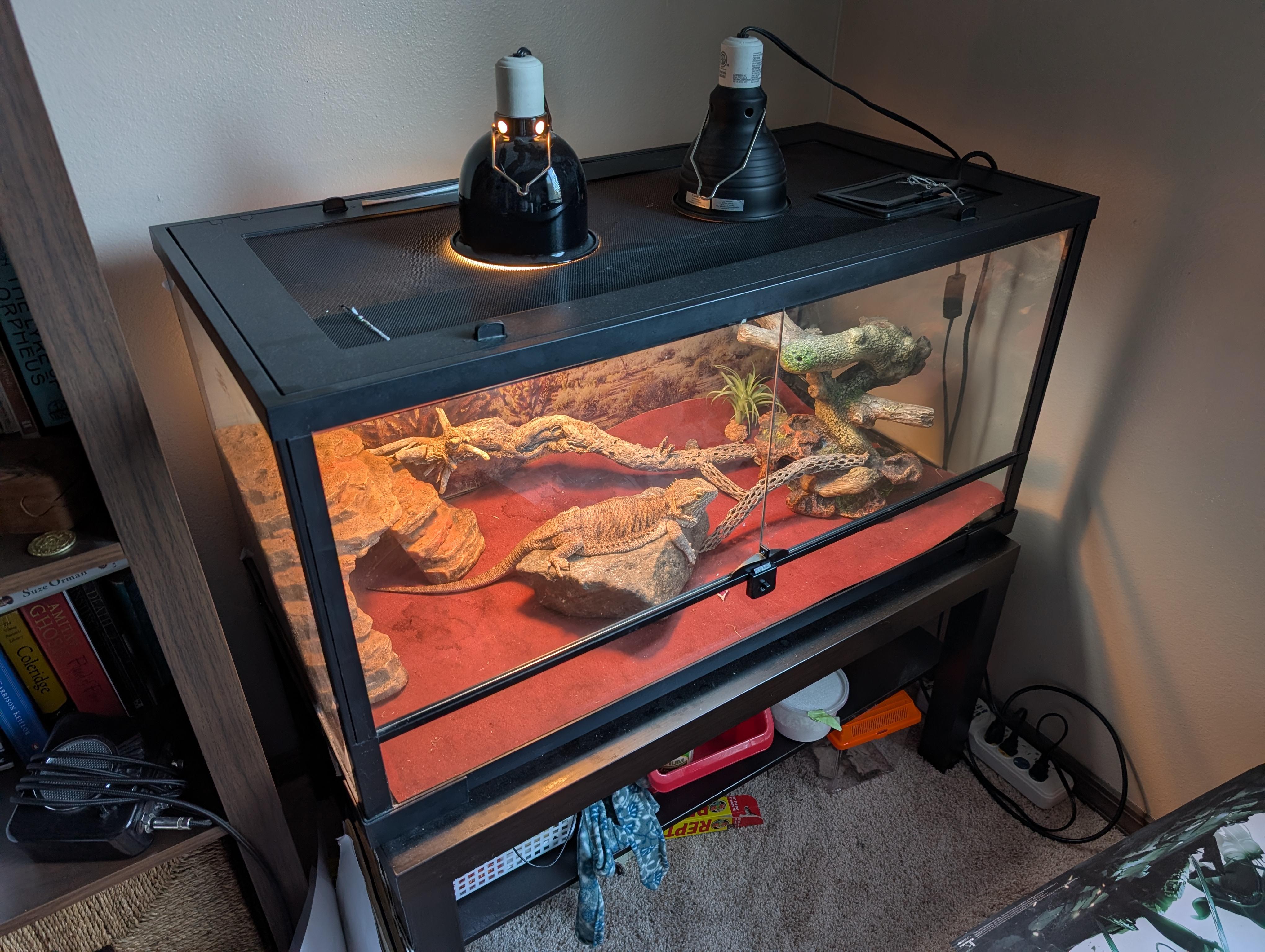 Enlarge Boba, a Adoptable Bearded Dragon in Olympia, WA image 3/3
