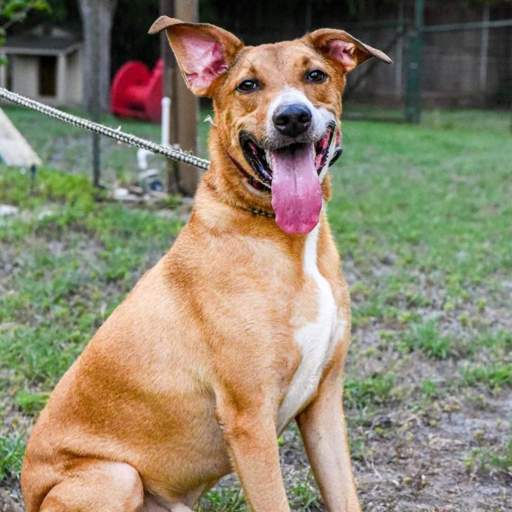 Enlarge Cooper, a Adoptable mixed breed in San Antonio, TX image 1/6