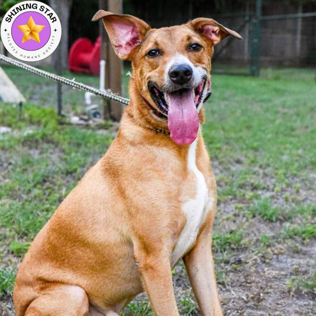 Cooper, Adoptable, Adult Male Shepherd & Retriever.