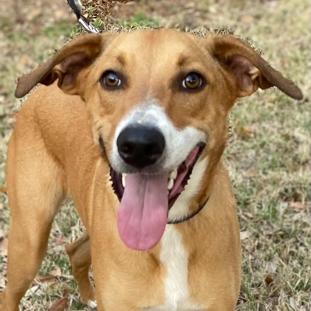 Enlarge Cooper, a Adoptable mixed breed in San Antonio, TX image 3/6