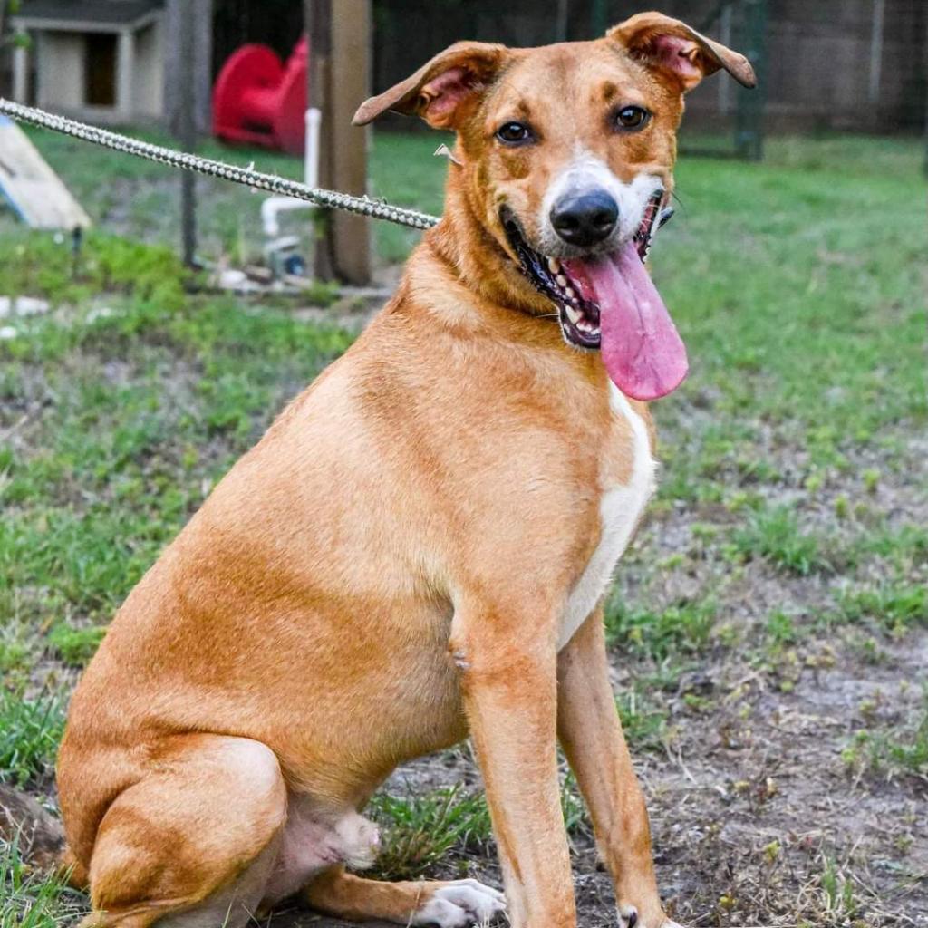 Enlarge Cooper, a Adoptable mixed breed in San Antonio, TX image 4/6