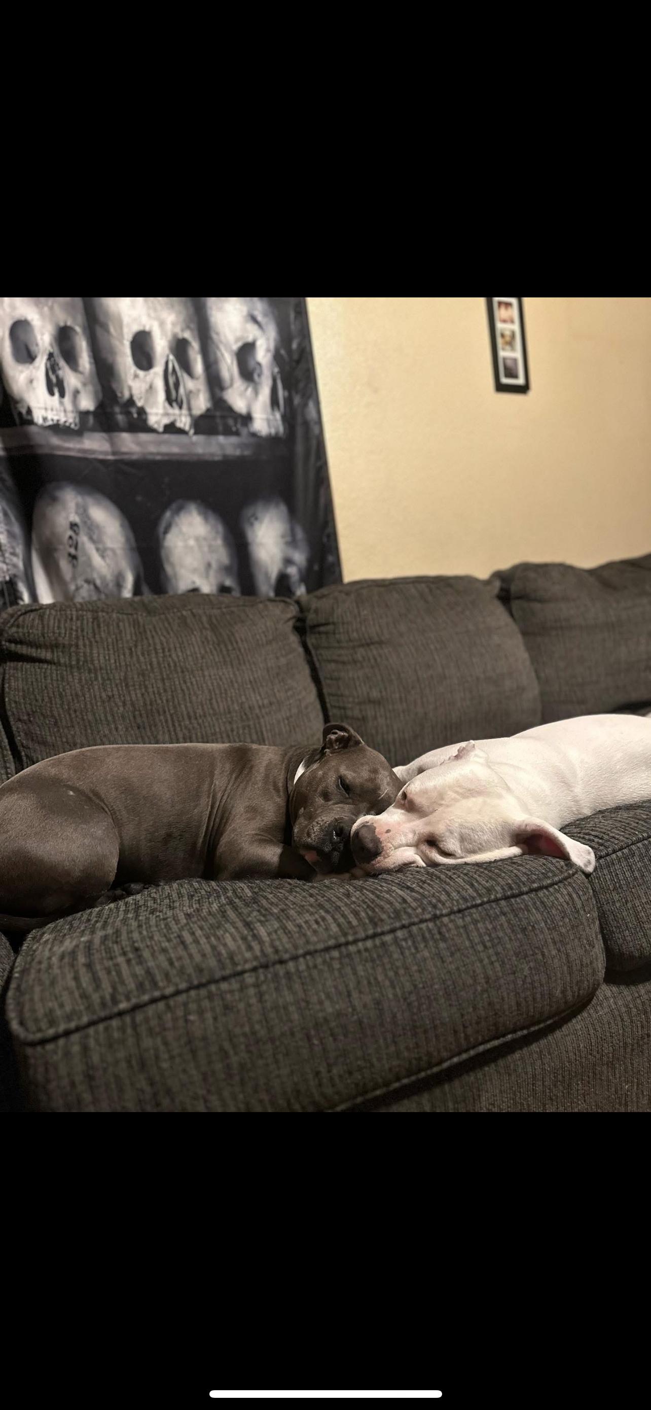 Enlarge Dori & Gerald ( Bonded Pair), a Adoptable American Bully in Las Vegas, NV image 1/6