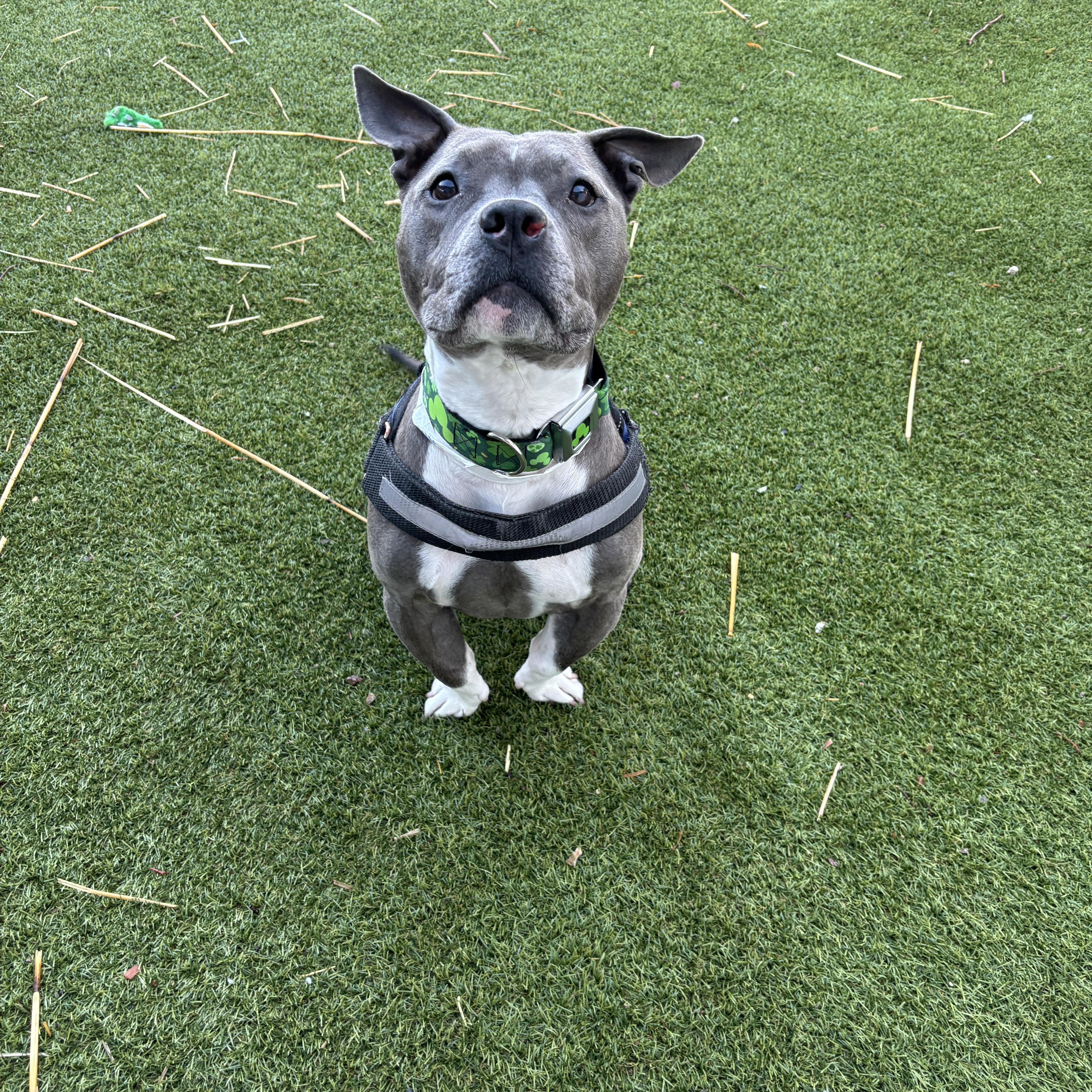 Enlarge Dori & Gerald ( Bonded Pair), a Adoptable American Bully in Las Vegas, NV image 3/6