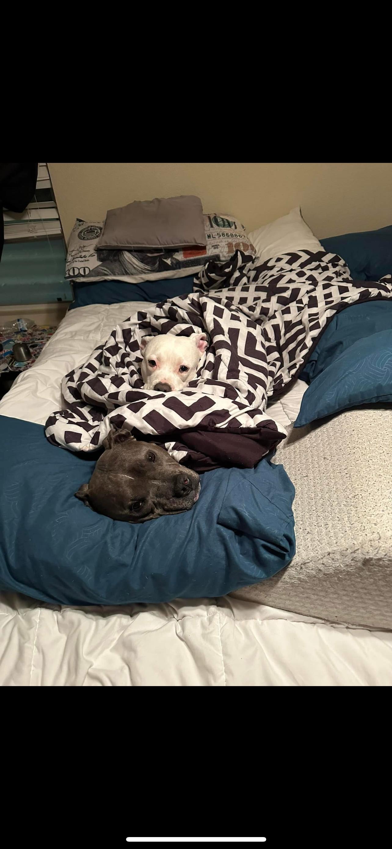 Enlarge Dori & Gerald ( Bonded Pair), a Adoptable American Bully in Las Vegas, NV image 4/6