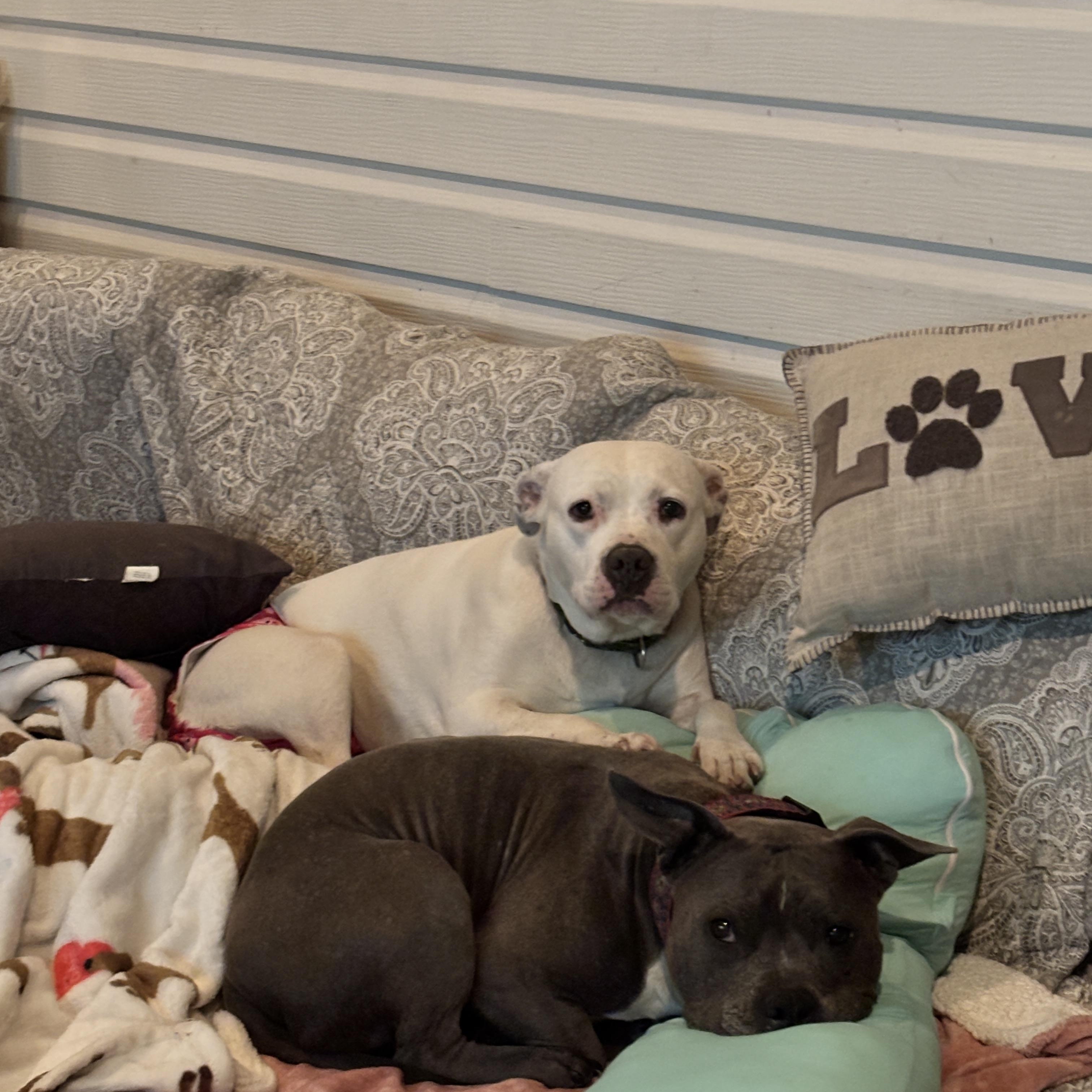 Dori & Gerald ( Bonded Pair), Adoptable, Adult Male American Bully.