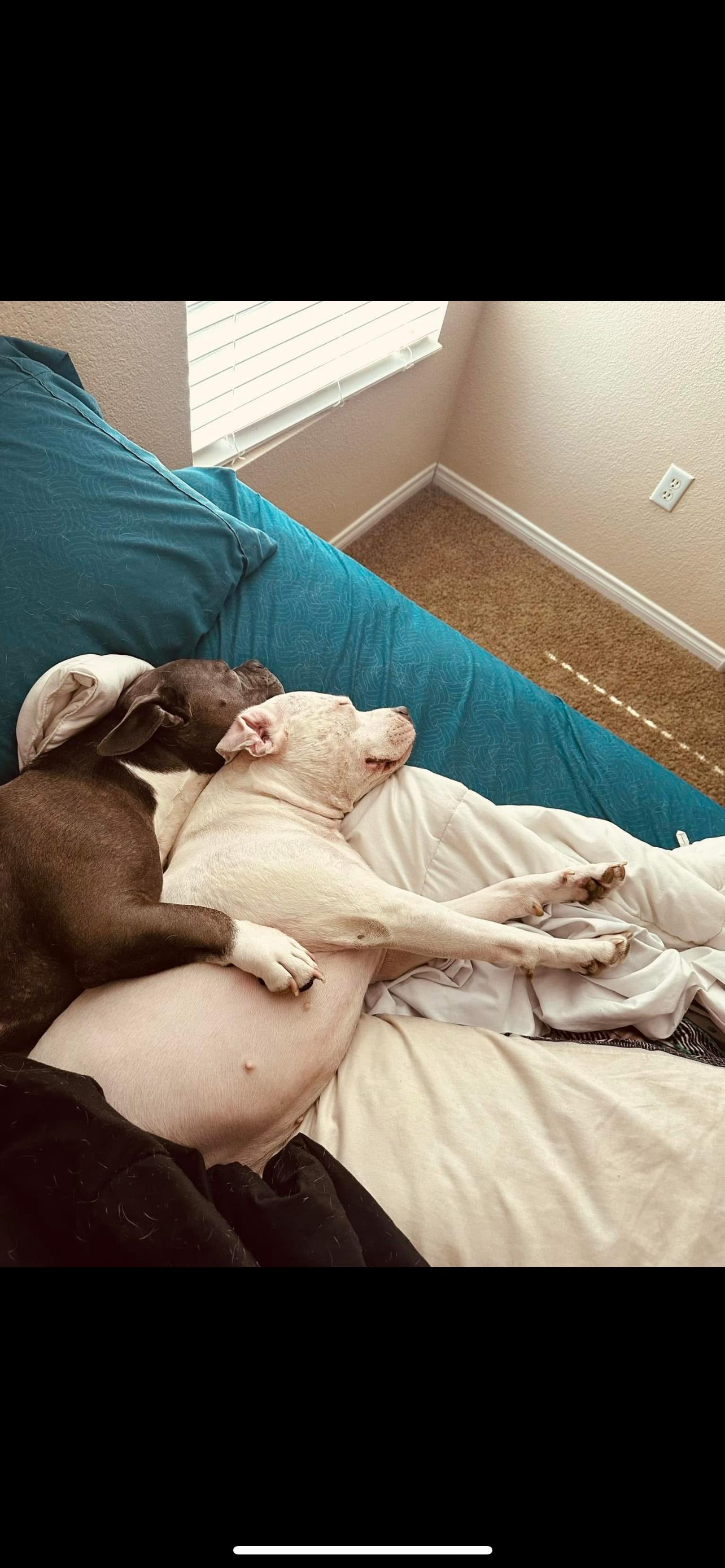 Enlarge Dori & Gerald ( Bonded Pair), a Adoptable American Bully in Las Vegas, NV image 5/6