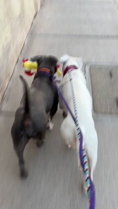 Enlarge Dori & Gerald ( Bonded Pair), a Adoptable American Bully in Las Vegas, NV video 6/6