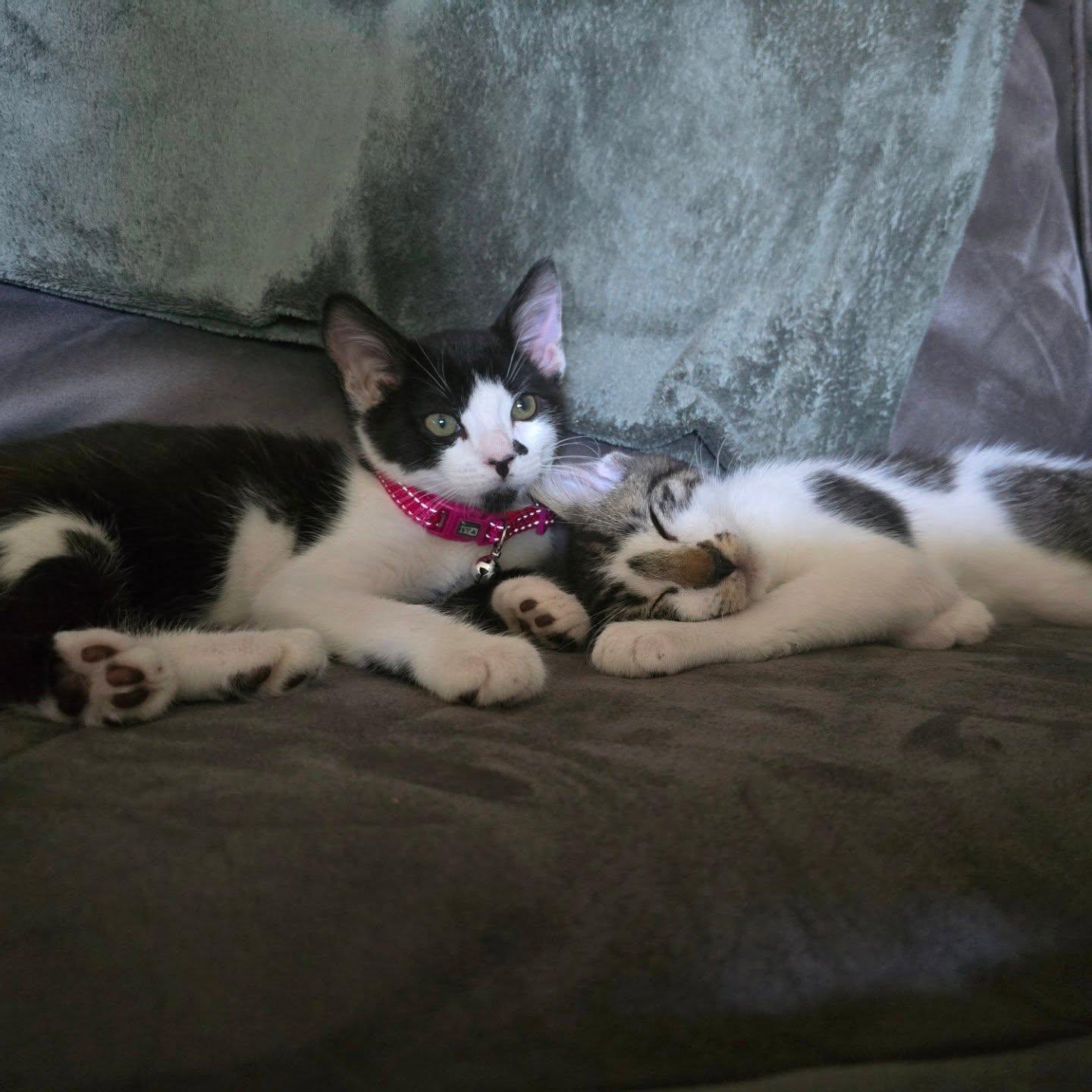 Batman, a Adopted Tuxedo in Vacaville, CA image 1/2