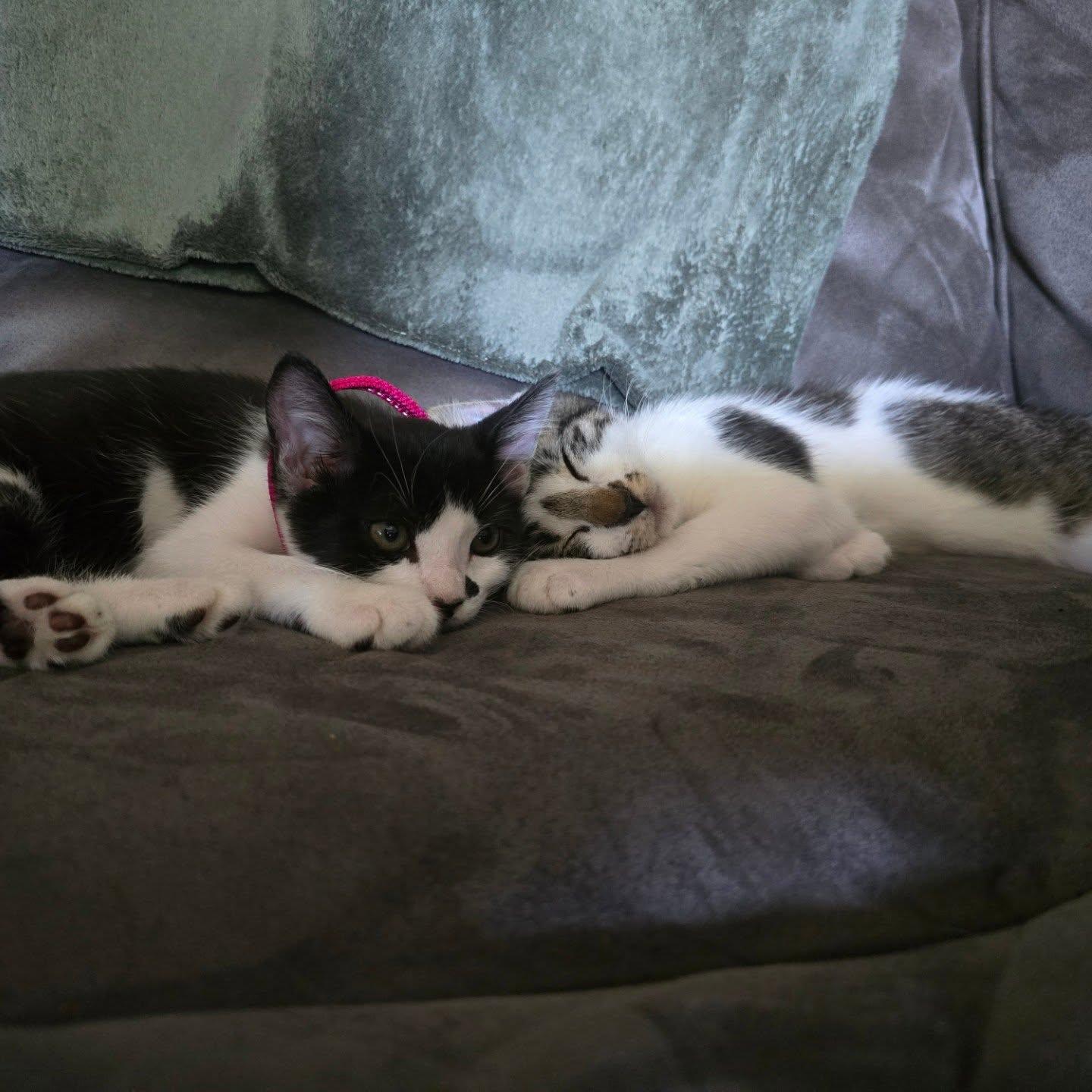 Batman, a Adopted Tuxedo in Vacaville, CA image 2/2