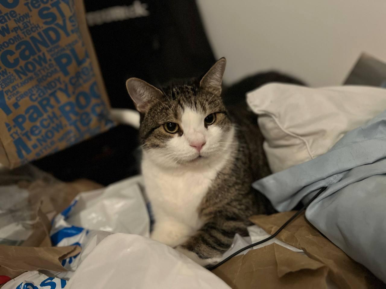 Enlarge Mason Paddington, a Adoptable Domestic Short Hair in Philadelphia, PA image 4/6