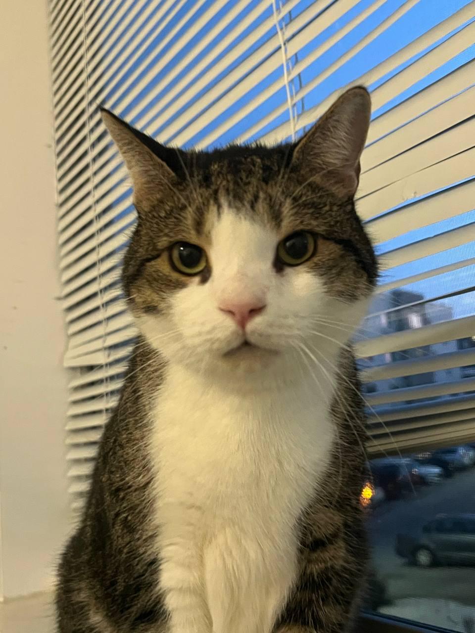 Enlarge Mason Paddington, a Adoptable Domestic Short Hair in Philadelphia, PA image 6/6