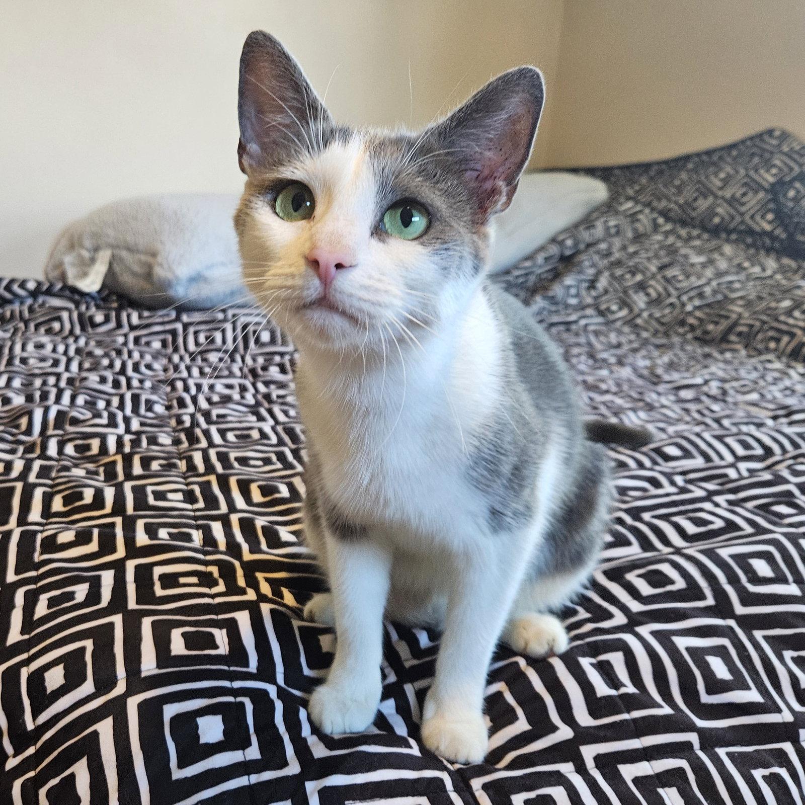Willow, a Adoptable Domestic Short Hair in Rochester, NY image 1/3