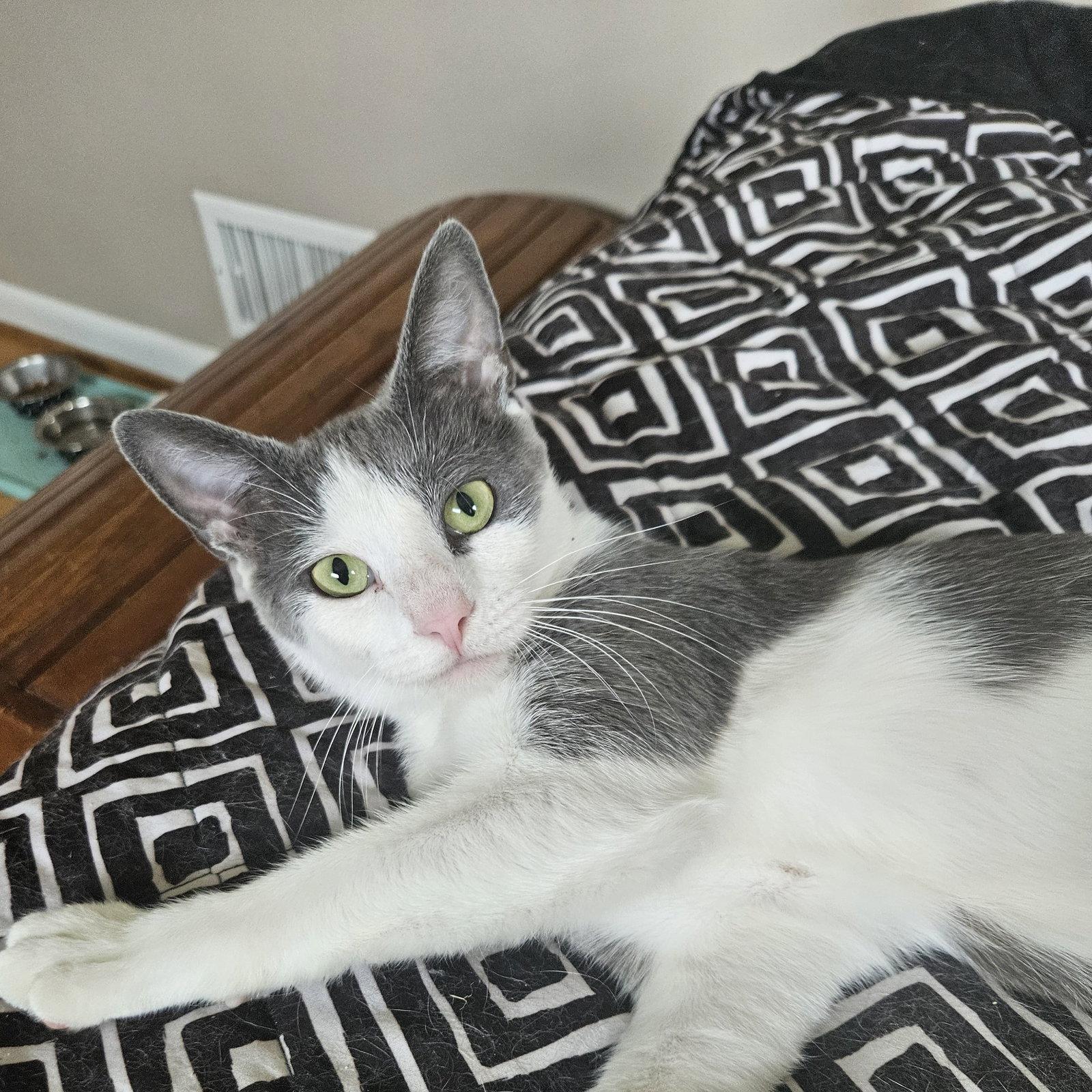 Willow, a Adoptable Domestic Short Hair in Rochester, NY image 2/3