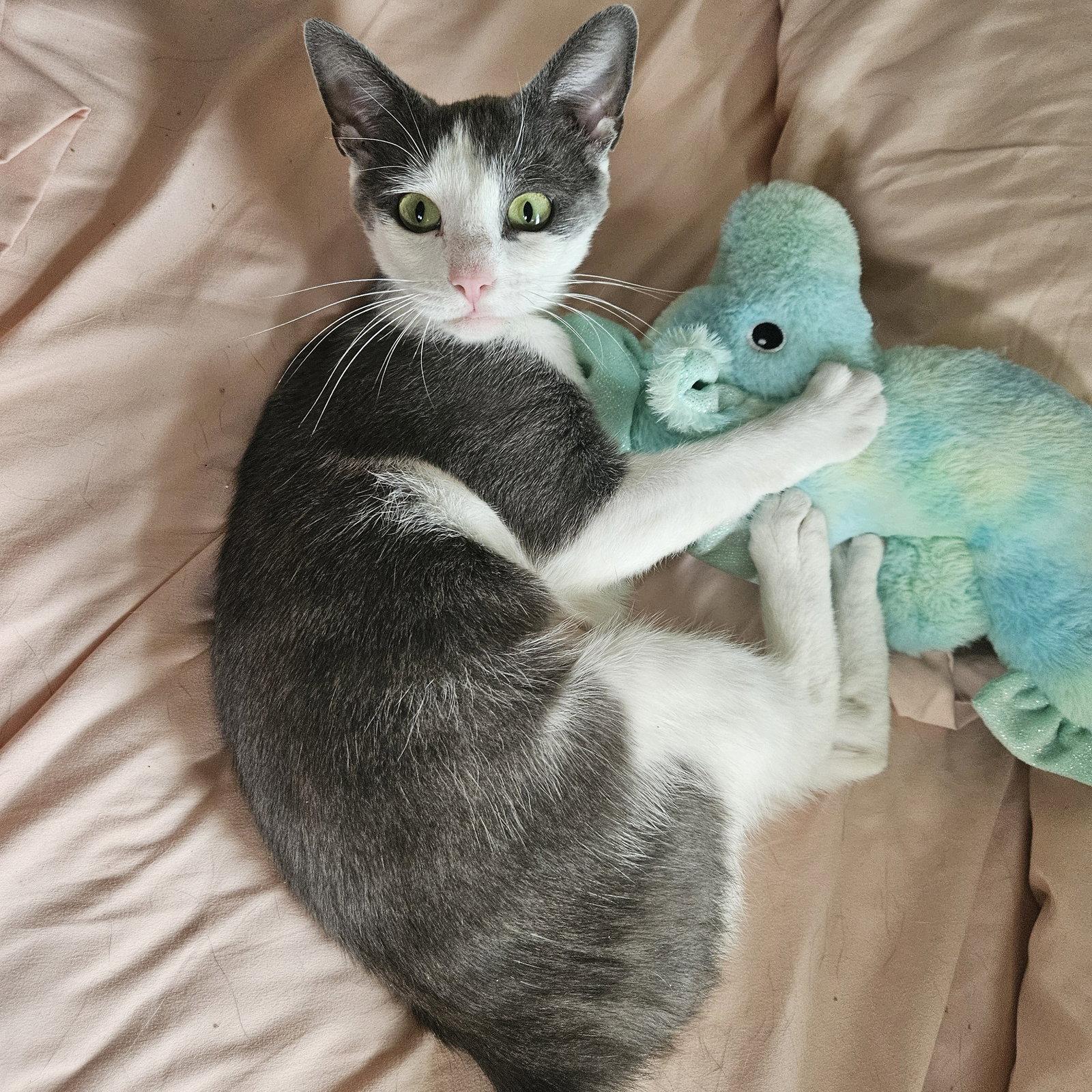Willow, a Adoptable Domestic Short Hair in Rochester, NY image 3/3
