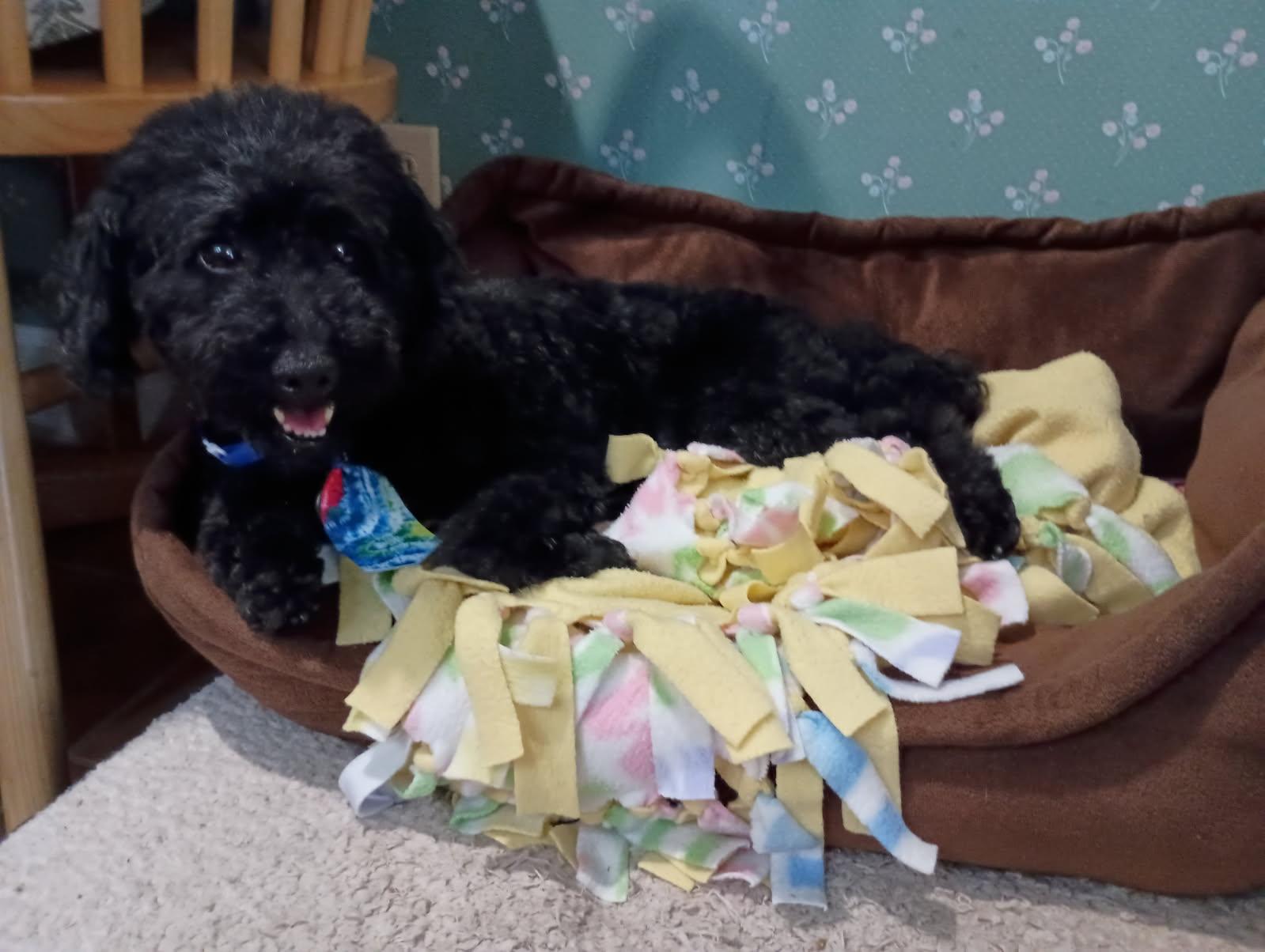 Chunk, a Adopted Poodle (Toy) in Louisville, KY image 2/6