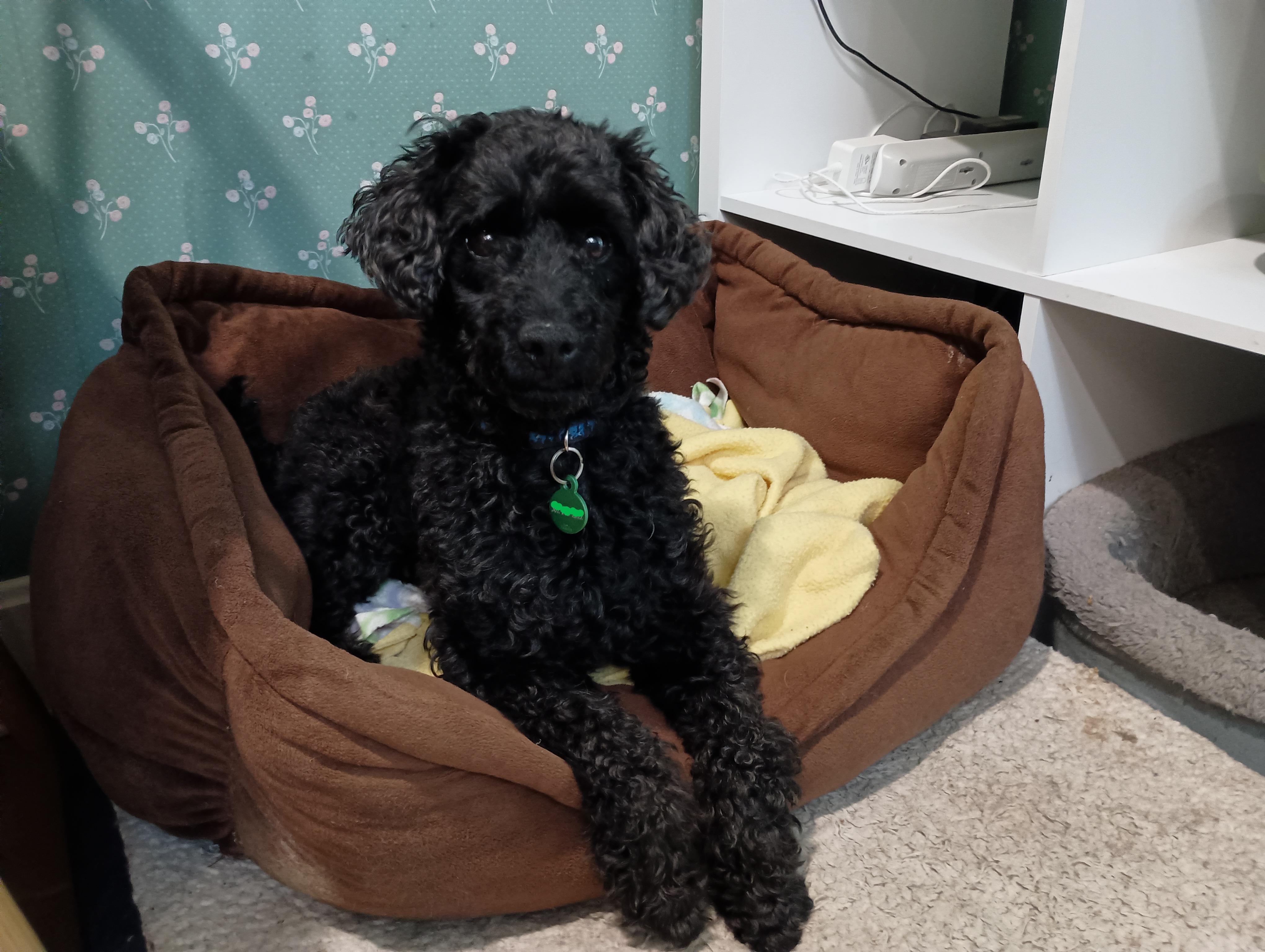 Chunk, a Adopted Poodle (Toy) in Louisville, KY image 3/6