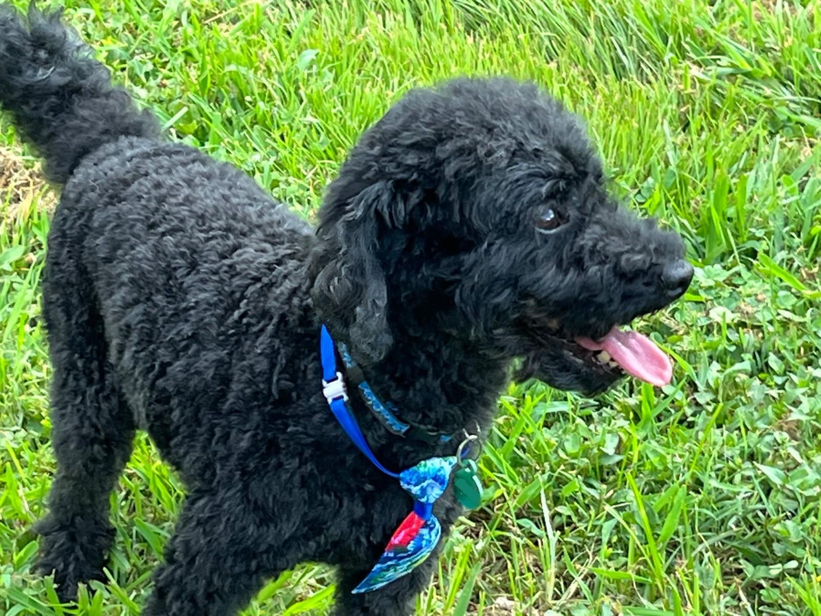 Chunk, a Adopted Poodle (Toy) in Louisville, KY image 4/6