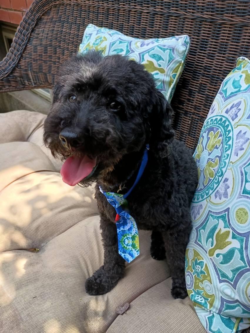 Chunk, a Adopted Poodle (Toy) in Louisville, KY image 5/6