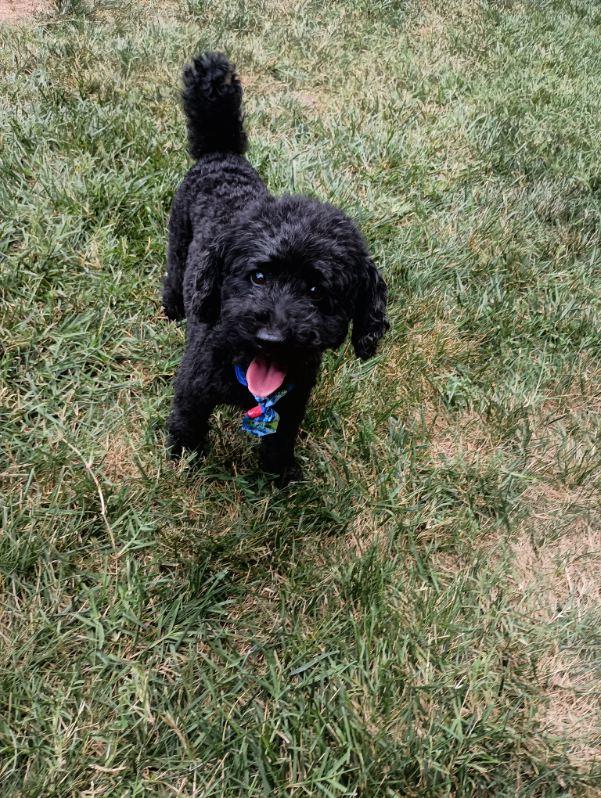 Chunk, a Adopted Poodle (Toy) in Louisville, KY image 6/6