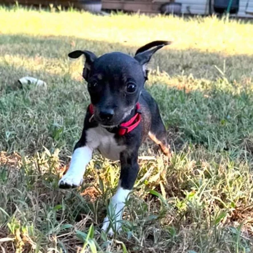 Tiny Phil, Adoptable, Puppy Male Mixed Breed.