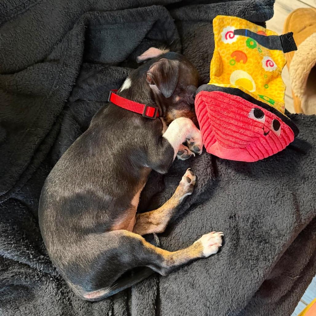 Enlarge Tiny Phil, a Adoptable Mixed Breed in Oxford, ME image 2/3