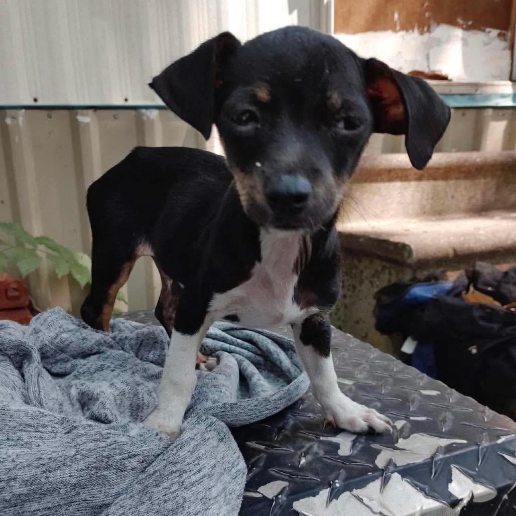 Enlarge Tiny Phil, a Adoptable Mixed Breed in Oxford, ME image 3/3