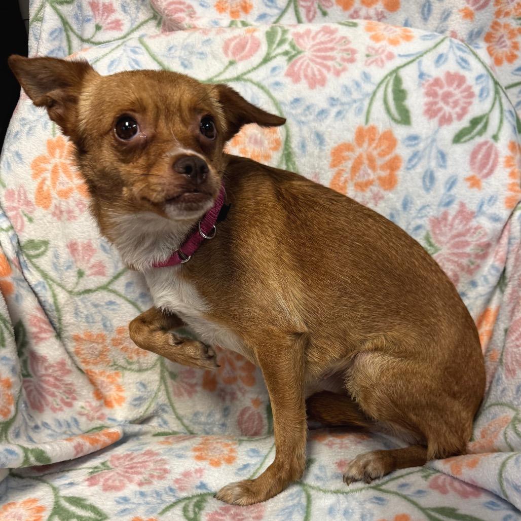 Penny B, Adoptable, Adult Female Mixed Breed.