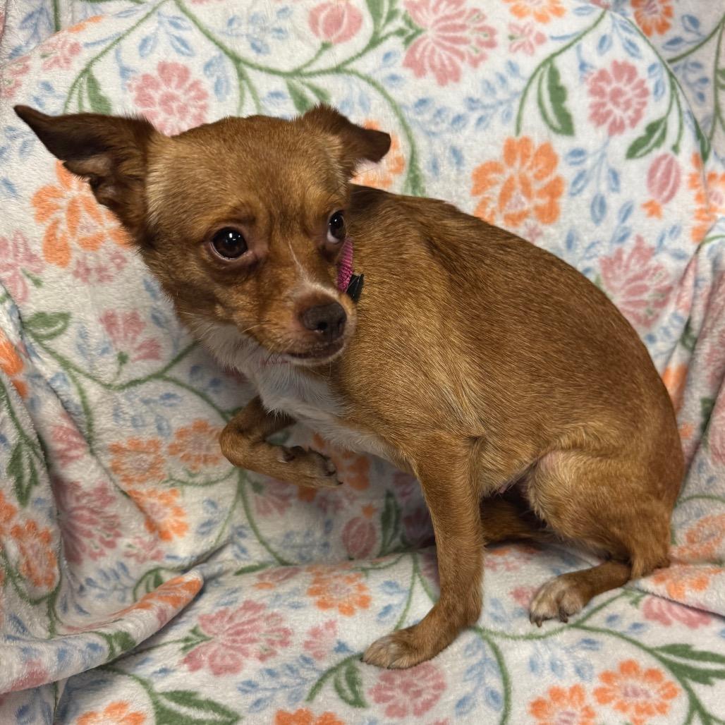 Enlarge Penny B, a Adoptable Mixed Breed in Kittanning, PA image 2/6
