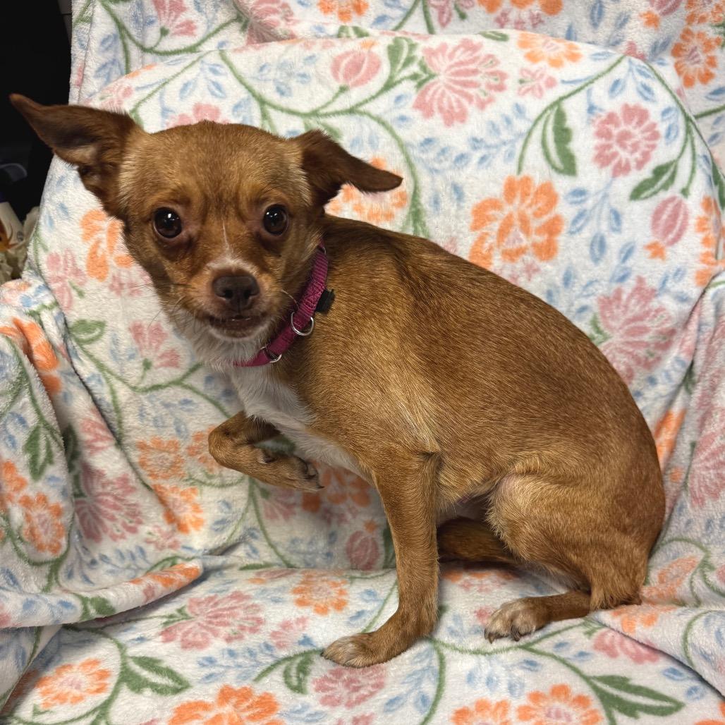 Enlarge Penny B, a Adoptable Mixed Breed in Kittanning, PA image 3/6