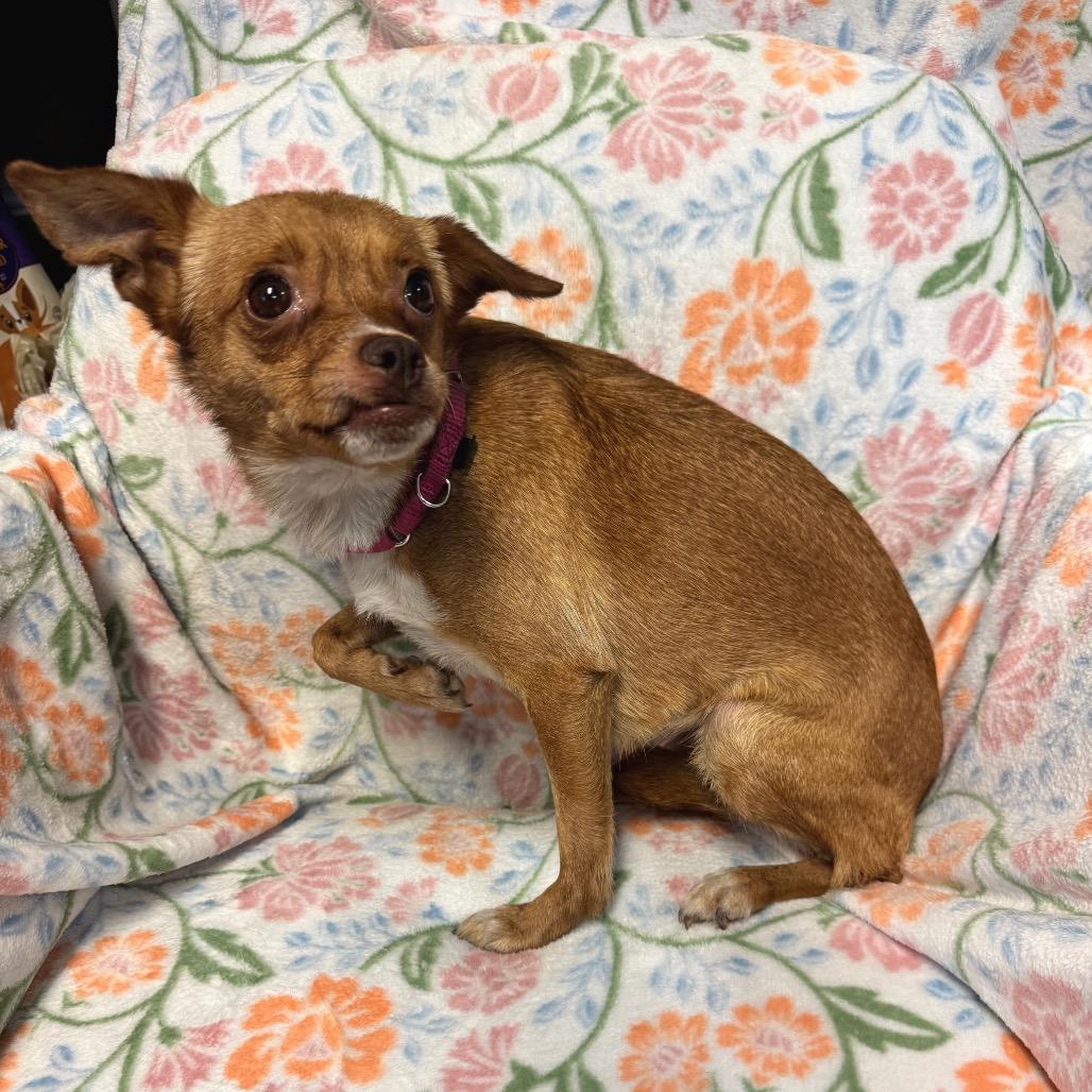 Enlarge Penny B, a Adoptable Mixed Breed in Kittanning, PA image 4/6
