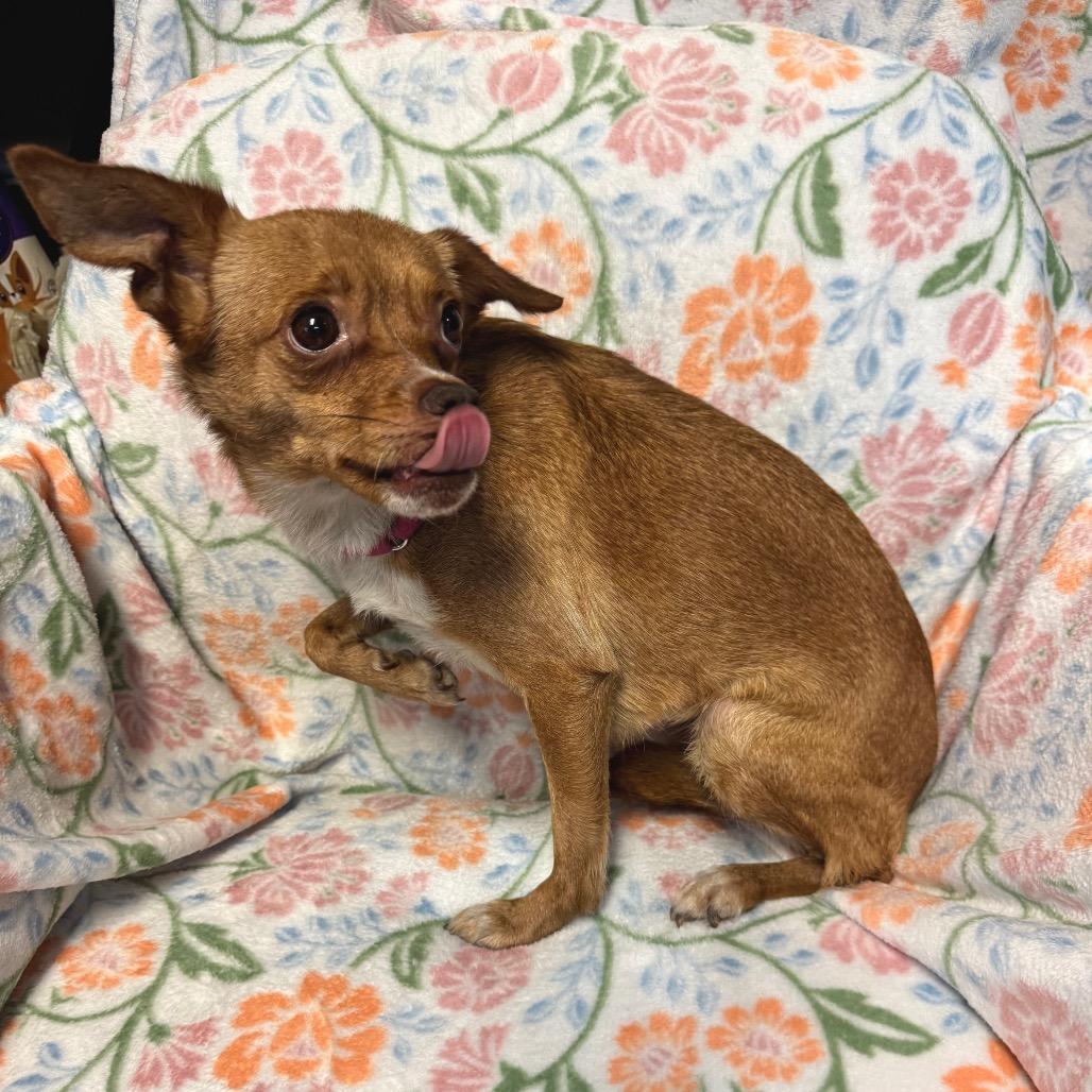 Enlarge Penny B, a Adoptable Mixed Breed in Kittanning, PA image 5/6