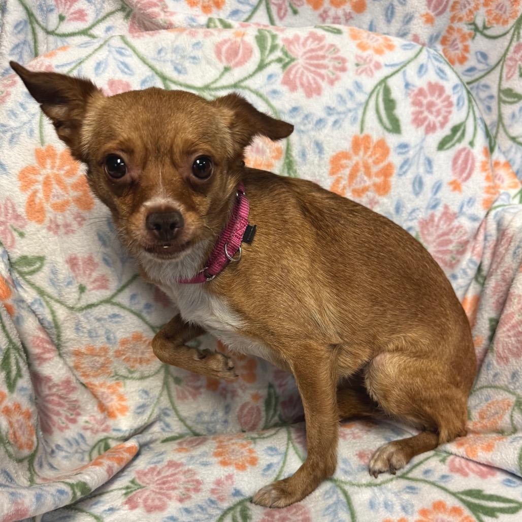 Enlarge Penny B, a Adoptable Mixed Breed in Kittanning, PA image 6/6