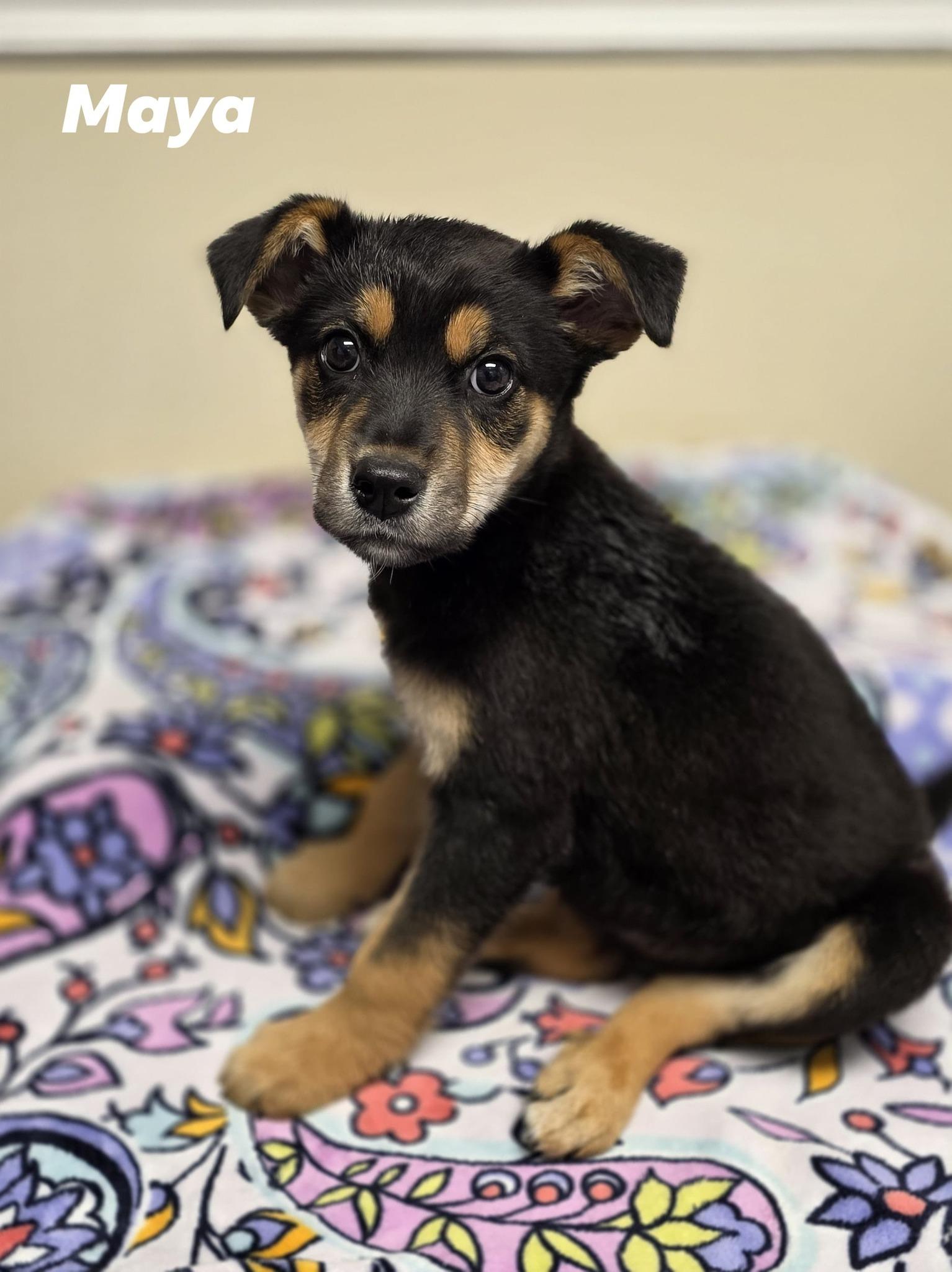 Maya, an adoptable German Shepherd Dog in Lacona, NY, 13083 | Photo Image 3