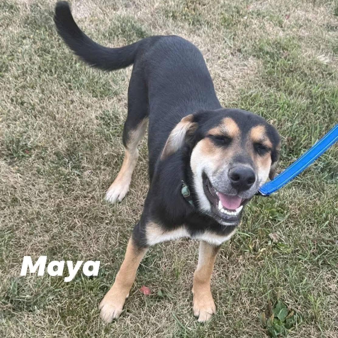 Maya, an adoptable German Shepherd Dog in Lacona, NY, 13083 | Photo Image 1
