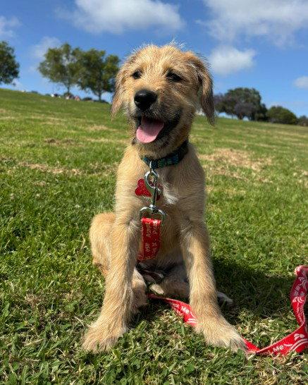 Enlarge Katsu, a Adopted mixed breed in San Diego, CA image 2/3